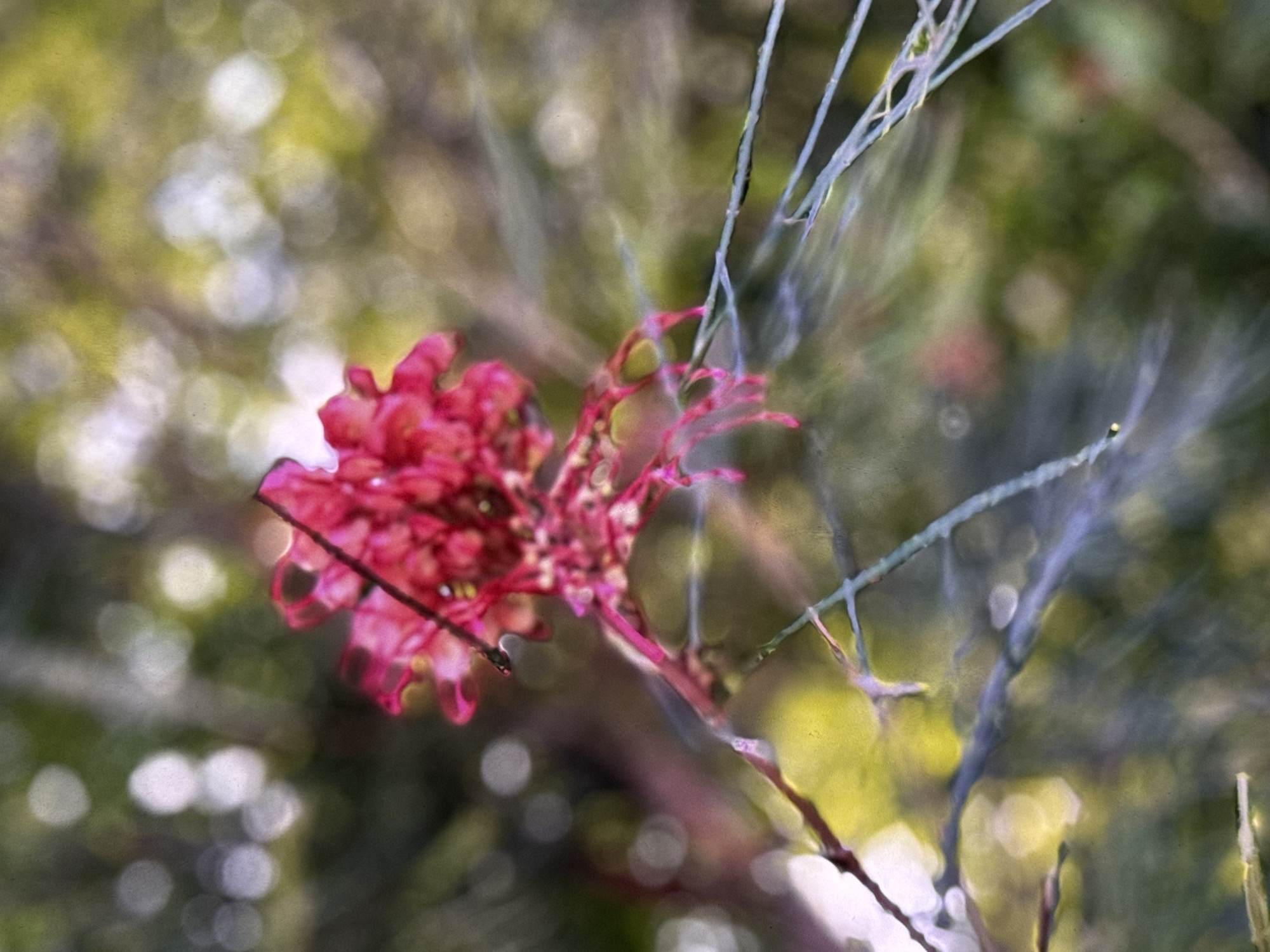 A close-up, shallow depth of field photograph captures a vibrant pink flower bloom. The flower is the central subject, its intricate petals appearing delicate and slightly blurred. Surrounding the flower, thin, wispy green stems and branches are visible, also out of focus. The background is a soft bokeh of muted green and yellow hues, suggesting foliage and light filtering through leaves. The overall impression is one of natural beauty and delicate detail. The image does not depict any specific location in the city of Los Angeles or any people or actions.