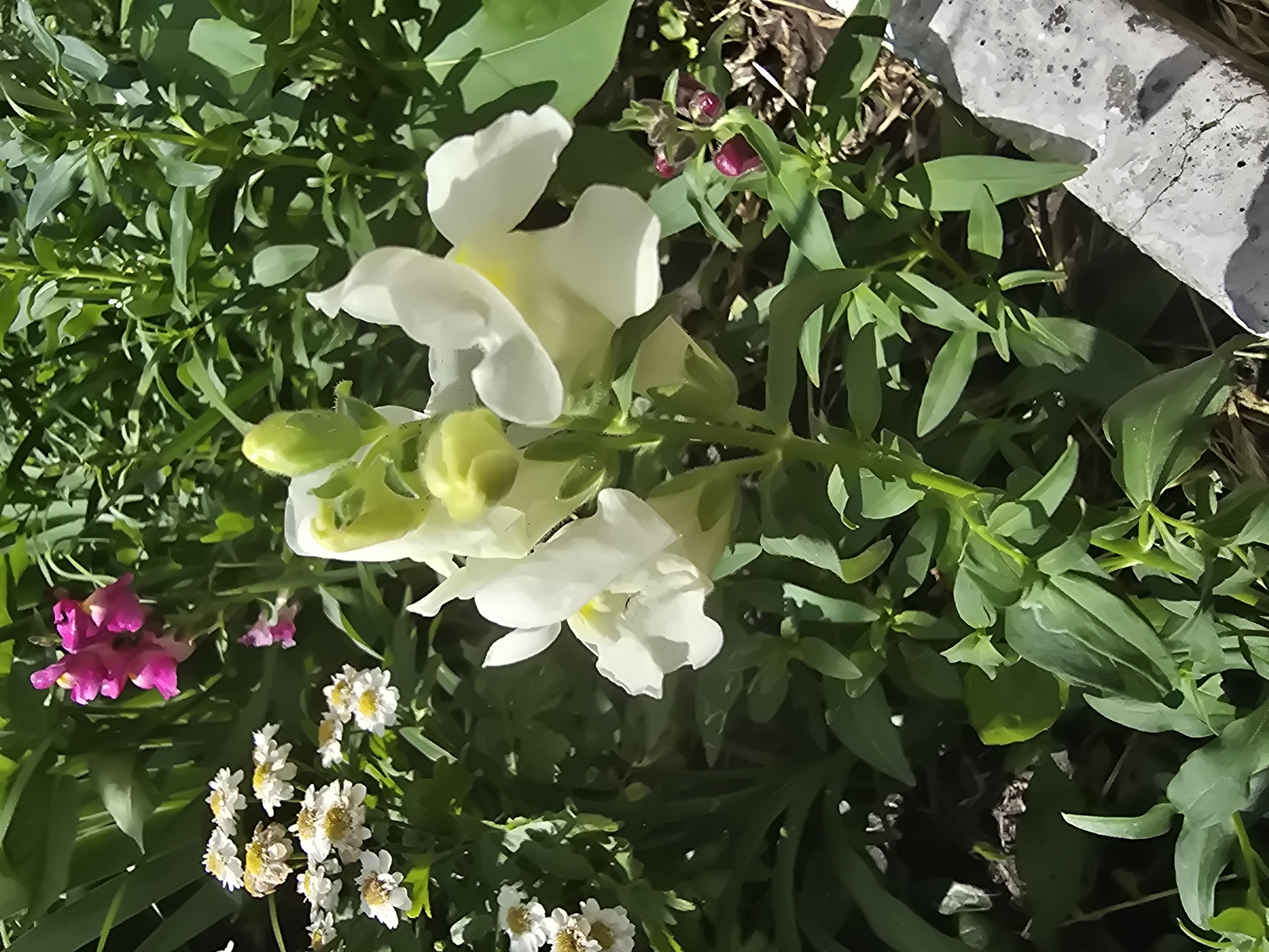 A close-up, eye-level shot captures a cluster of vibrant white snapdragon flowers in bloom, their delicate petals unfurling towards the sunlight. The flowers stand tall on a green stalk, surrounded by lush foliage. In the background, a splash of pink snapdragons adds a pop of color, while small white flowers with yellow centers dot the scene to the left. The setting appears to be a garden in Vyshneve, Ukraine, with a concrete object partially visible in the lower right corner, suggesting an urban or suburban landscape. The sunlight casts subtle shadows, highlighting the textures and details of the flora. No people or animals are present in the frame.