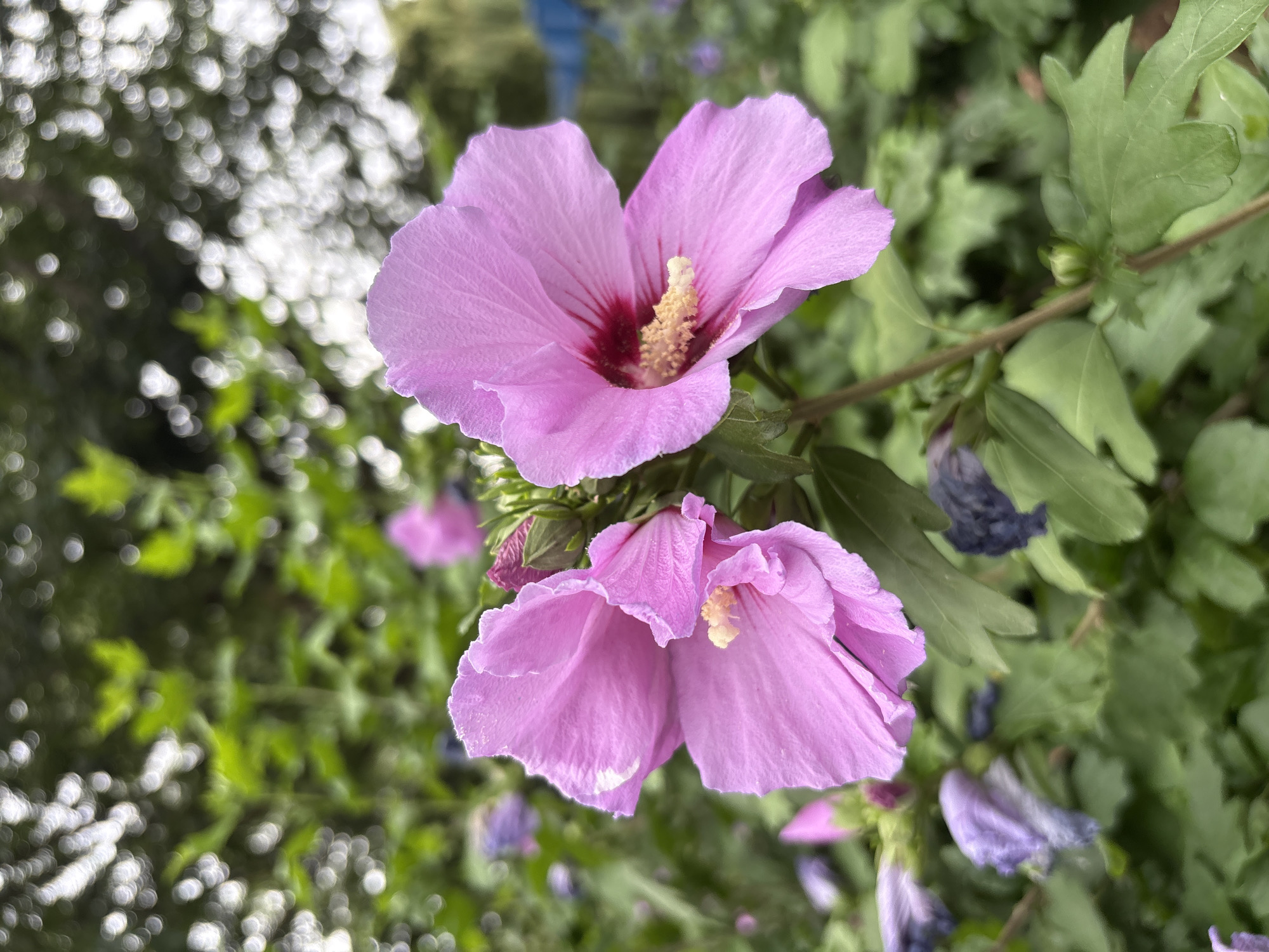 The image shows a close-up of several pink hibiscus flowers in bloom. The flowers are in various stages of opening, with some fully bloomed and others still partially closed. The petals are a soft pink color with deeper red markings at the base of each flower. The stamens are a bright yellow, tipped with a light green. The flowers are surrounded by green leaves and other unopened buds. The background is softly blurred, suggesting an outdoor garden setting with dappled sunlight filtering through trees. There is no indication of the city of Chelmsford, United Kingdom, within the image itself.