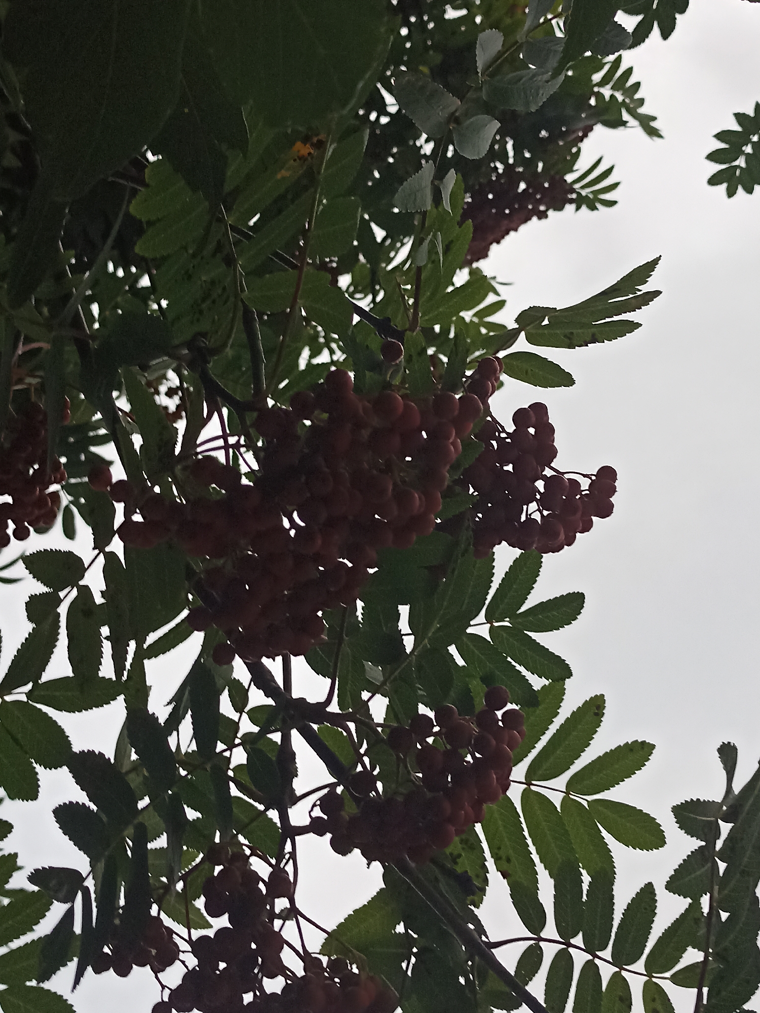 The image is a close-up, low-angle shot of rowan berries and leaves against a bright, overcast sky. The berries are dark red and clustered on branches. The leaves are green and serrated. The overall lighting suggests an outdoor, natural setting. There is no indication of any specific location in Annagry, Ireland, or any people, actions, or interactions. The image focuses solely on the natural elements of the rowan tree.