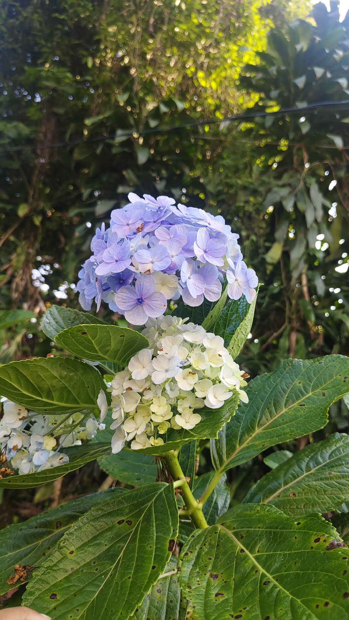 The image shows a close-up of a flowering plant, likely a hydrangea, in an outdoor setting. The plant has large, leafy green foliage and two distinct flower clusters. The upper cluster features light purple and blue florets, some with darker purple centers. The lower cluster consists of smaller, white and pale yellow florets, some showing hints of green. The plant's stems are thick and green. In the background, out-of-focus greenery suggests a natural or garden environment, with sunlight filtering through the leaves, creating bokeh effects. The image appears to have been taken in Cisarua, Indonesia, given the lush, tropical vegetation visible. There are no people or any discernible actions taking place within the frame. The overall impression is of a botanical subject in its natural habitat.