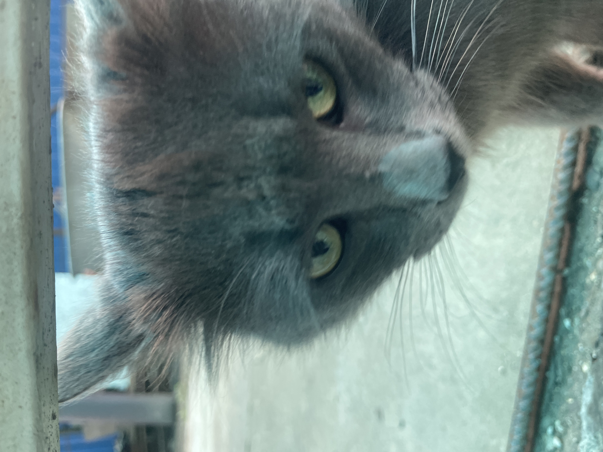 A close-up, slightly out-of-focus photograph depicts the head of a gray cat with yellow-green eyes. The cat is positioned at an angle, tilting its head towards the viewer. The cat's fur appears soft and dense. Long, thin whiskers extend from its face. In the background, there are indistinct shapes and colors suggesting an outdoor environment, potentially including a fence or building structure, blurred and out of focus. The photograph appears to be taken from a low angle. There is no evidence to conclude the picture was taken in Olginka, Russia.
