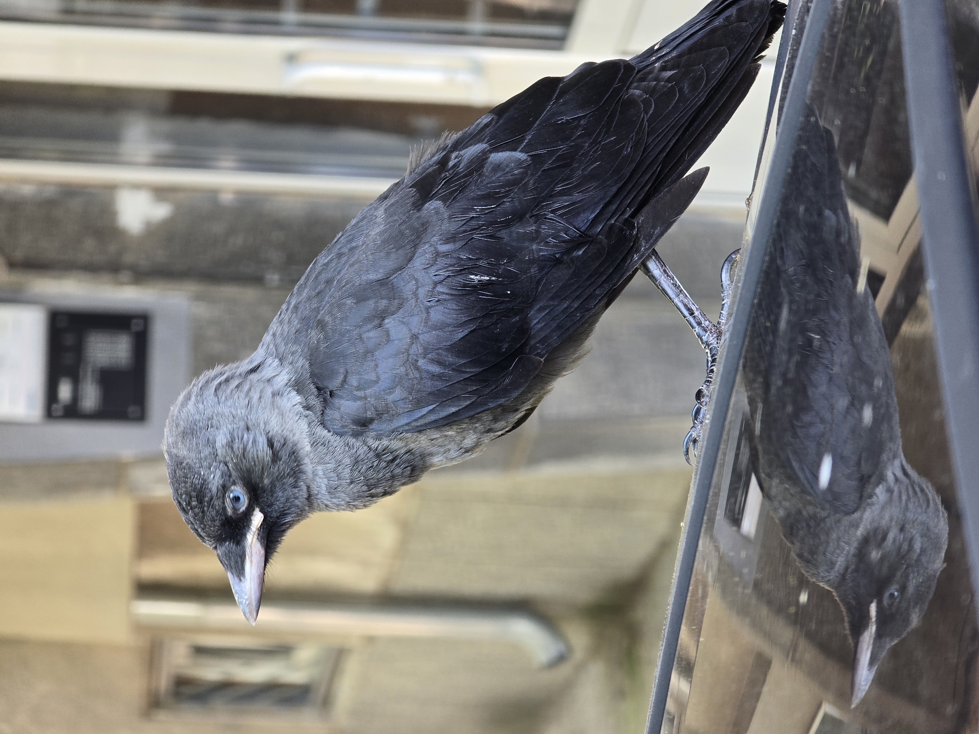 A young jackdaw with bright blue eyes and a sharp beak perches on the reflective surface of a black car. Its dark grey feathers are slightly ruffled, and its reflection is visible on the car's hood. The background is a blurred urban setting with a building and a downspout. The bird is positioned in the center of the frame, facing left.