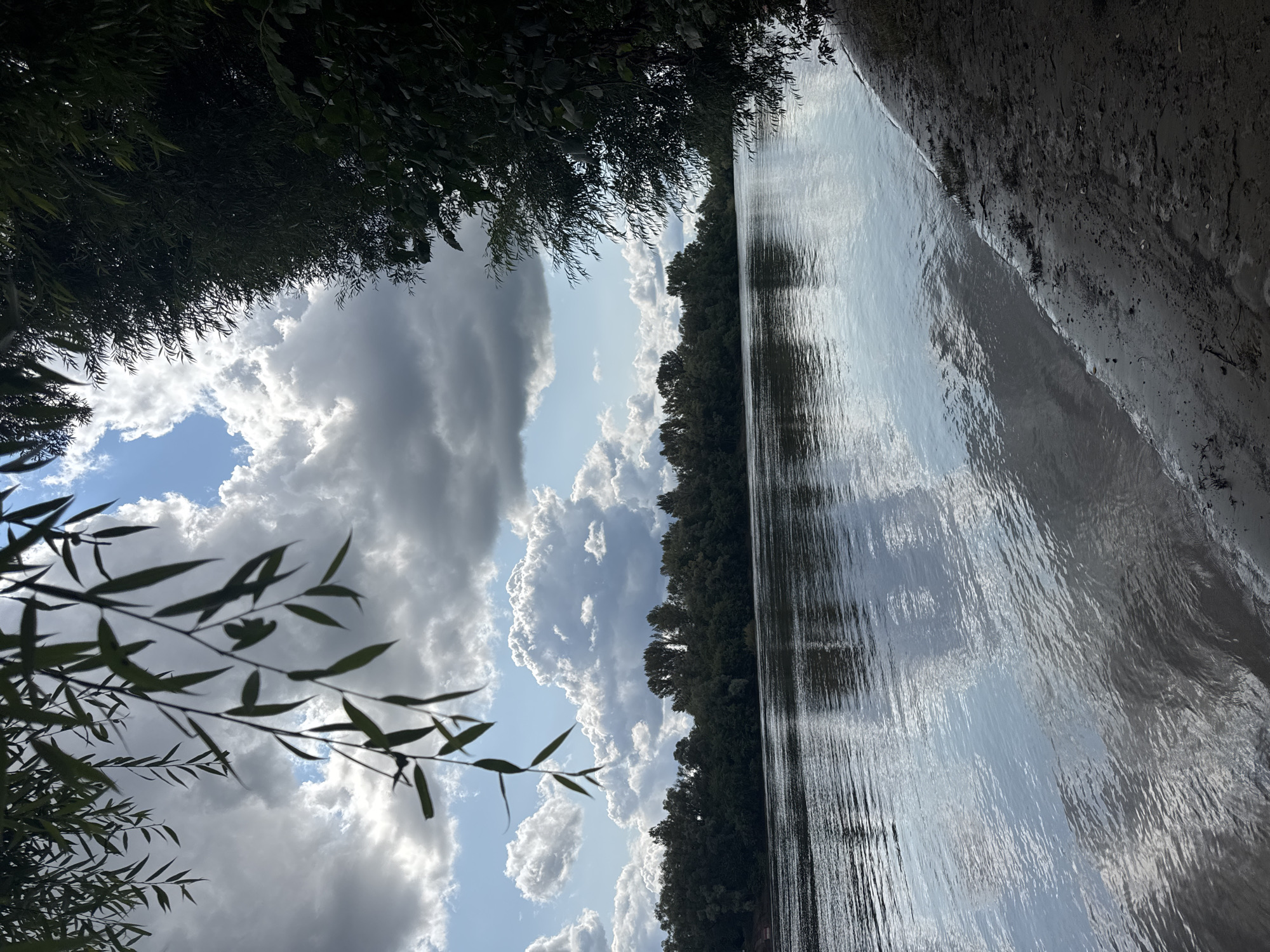 The image depicts a wide, calm river flowing through a natural landscape under a dramatic sky filled with white and grey clouds. On the left side of the frame, a tree branch with long, slender leaves hangs into view, obscuring the upper sky. The opposite bank of the river is lined with a dense, dark green forest. The water's surface reflects the sky and the trees, creating a muted, watery mirror. The foreground on the right shows a sandy, damp riverbank with some sparse vegetation. The scene appears to be a tranquil natural setting, possibly a park or a nature reserve within or near a city, but no specific urban elements are visible. There are no people or animals present in the image.