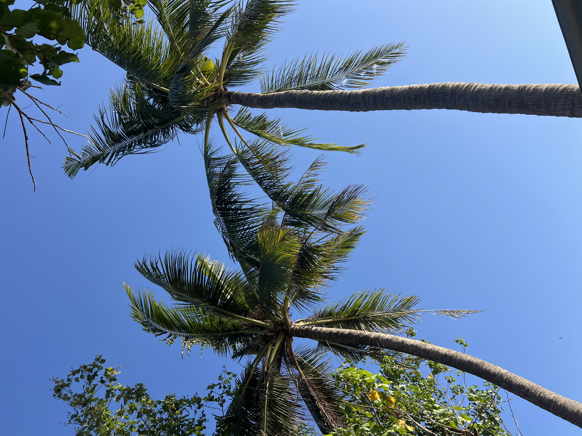 Two palm trees are silhouetted against a clear, bright blue sky in Kuta, Indonesia. The palm trees are tall and slender with fronds that fan out at the top. One palm tree is on the left side of the image and the other is on the right. There is some foliage visible in the upper left corner of the image from another tree. The sunlight is bright, casting shadows on the palm trees. The scene is serene and tropical.