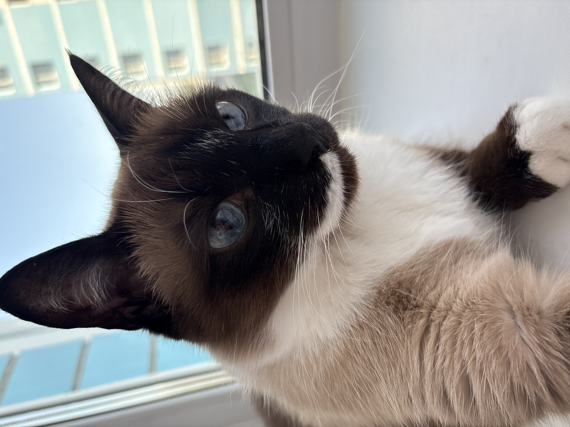 A close-up, tilted, indoor shot features a seal point Siamese cat with striking blue eyes. The cat's face is mostly black and brown with a patch of white on its chin, and white whiskers. The body is a mix of white and light brown fur. The background shows a window with a view of a building, which suggests a city setting. The location in the city of Izhevsk, Russia, is not apparent from the visual information in the photo. The cat appears to be lying down or lounging near the window.