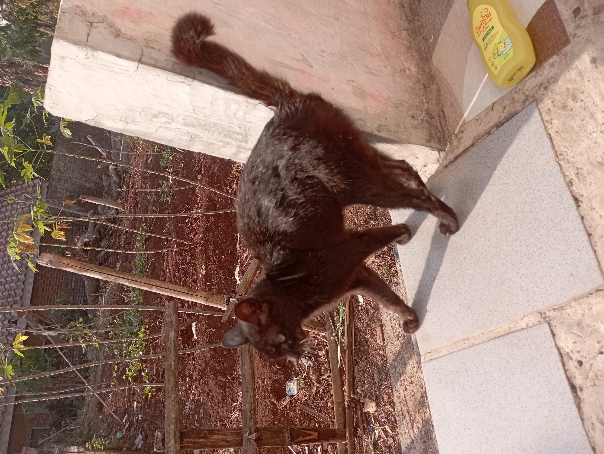 A black cat is walking on a tiled surface near a weathered concrete pillar. The background shows a rural or semi-rural setting with dry soil, sparse vegetation, a wooden fence, and a building with a tiled roof. A yellow bottle of baby care product is visible on the tiled surface to the right of the cat. The scene appears to be outdoors during daylight. The location is described as Garut, Indonesia.