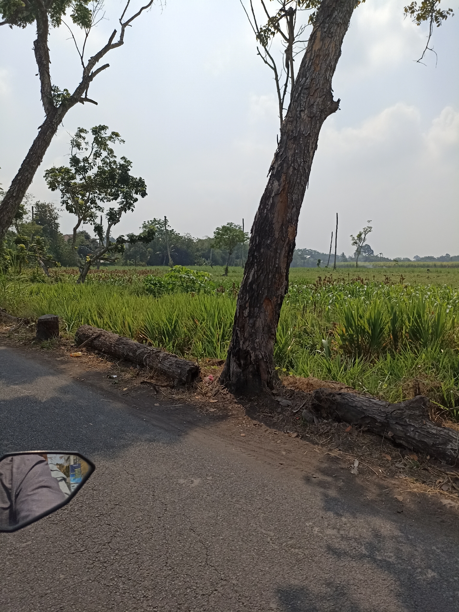 In Klampokarum, Indonesia, a scene unfolds along a paved road bordering a lush green field. A prominent tree with rough, dark bark stands tall, its trunk angled and leaning. In the foreground, a fallen log lies horizontally, its rough texture contrasting with the smooth asphalt of the road. The road itself shows signs of wear, with cracks and shadows suggesting a sunny day. A motorcycle's side mirror, attached to the left of the frame, reflects a person wearing a gray shirt and part of a colorful poster or sign. Beyond the road and trees, the field stretches out, a vibrant expanse of tall, green grass with some darker, taller plants interspersed. In the distance, more trees and structures dot the landscape under a bright, hazy sky with sparse clouds.