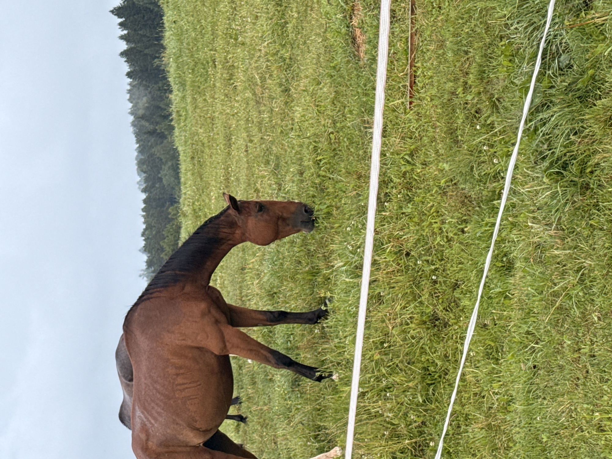 A brown horse grazes in a grassy field in Galinė, Lithuania. The horse is in the foreground, facing right, with its head lowered to the ground. A second horse, lighter in color, is visible in the background, also grazing. The field is green and lush, with some white flowers scattered throughout. In the distance, a line of dark green trees forms a backdrop, and the sky is overcast. A white electric fence runs horizontally across the lower portion of the image. The overall impression is one of peaceful rural life.