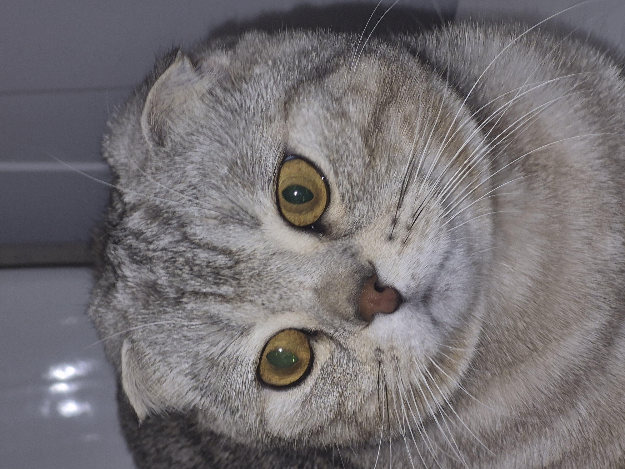 A close-up, slightly angled shot features a gray tabby Scottish Fold cat with yellow-green eyes. The cat's face dominates the frame, with its head tilted to the left. The background is blurry and appears to be a light gray surface. There is no evidence of the location being Chaikovsky, Russia.
