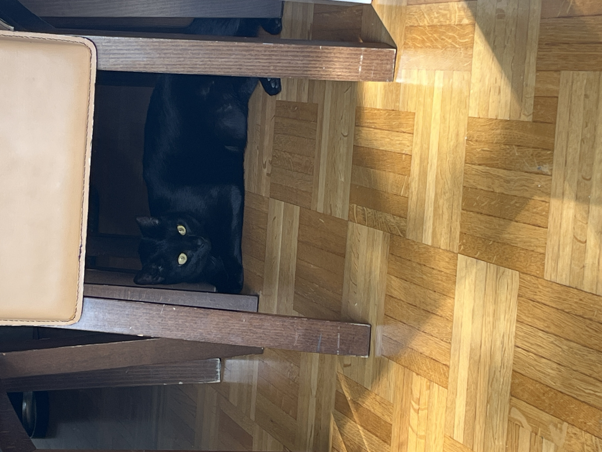 A black cat is lying on a wooden floor under a chair. The cat is looking towards the camera with its yellow eyes. The chair has wooden legs and a light-colored seat. Sunlight is streaming through the chair, casting shadows on the floor. The scene appears to be indoors, possibly in a home in L'Haÿ-les-Roses, France.