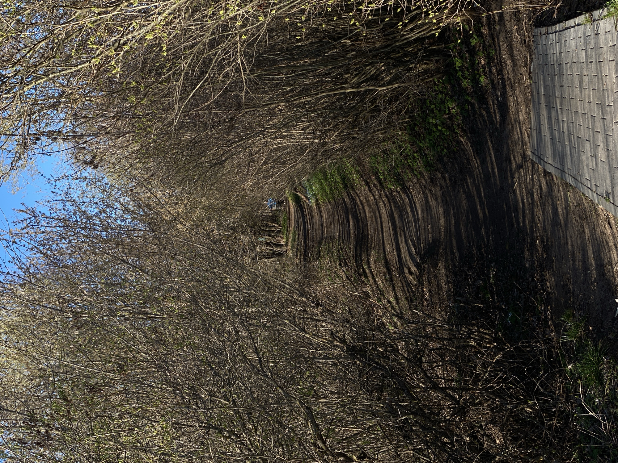 The image captures a sunlit, unpaved dirt path gently curving to the right, creating a natural tunnel effect. Dense, mostly bare tree branches and bushes form an overhead canopy and walls along both sides of the path. Small, bright green leaves are beginning to emerge on the branches, indicating early spring. Bright sunlight filters through the canopy, casting long, distinct shadows of branches and foliage onto the path and ground, suggesting midday or early afternoon.
On the left side of the path, patches of clear blue sky are visible through gaps in the tree canopy. Along the right edge of the path, a tall, light-colored wooden fence, composed of vertical planks or shingles, runs parallel to the path. Green grass and other small plants grow along the path's edges and beneath the dense undergrowth. In the far distance, at the bend of the path, a very indistinct, small bright blue object can be faintly discerned. The scene is devoid of people or visible activity, conveying a sense of peaceful seclusion in a natural, tree-lined environment in Dubna, Russia. No text is visible.