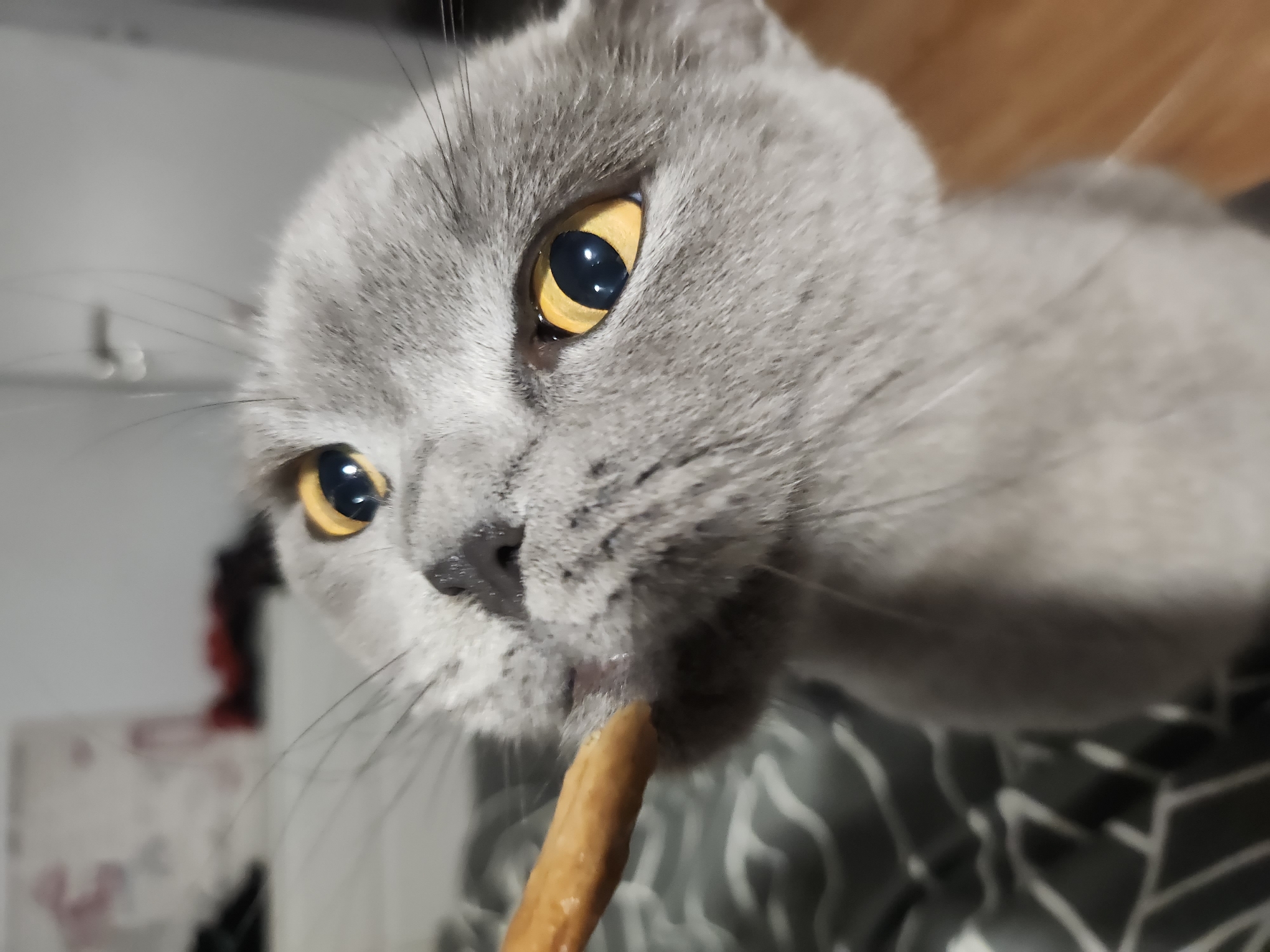 A close-up shot captures a British Shorthair cat with bright yellow eyes as it eats a beige, cylindrical treat. The cat's fur is a light grey. The background is blurred, showing a patterned surface, likely a bed or sofa, and a wooden floor. There are no people or identifiable landmarks of Tsarevo, Bulgaria in the image.