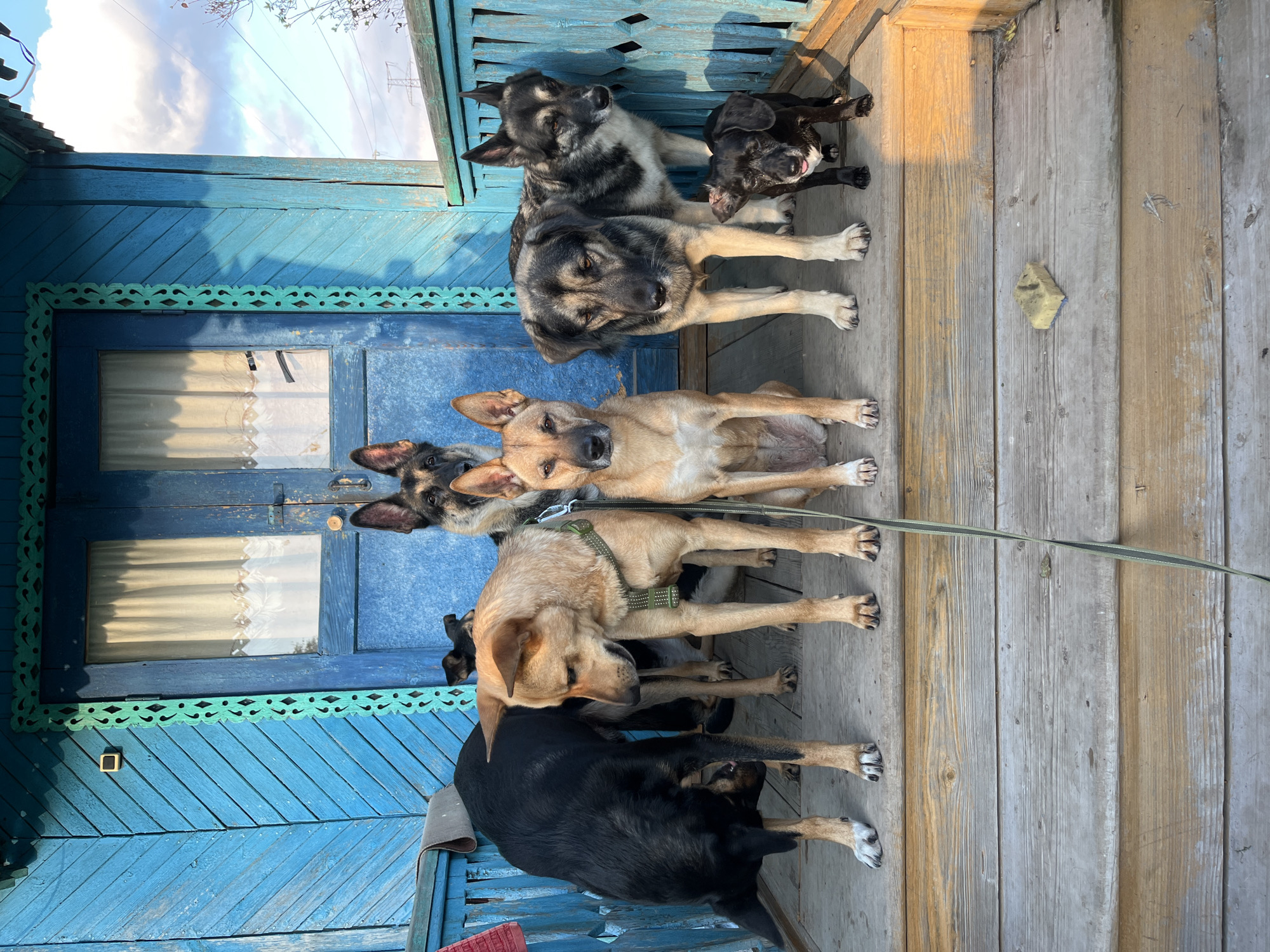 Seven dogs of various breeds and sizes are positioned on the wooden porch of a blue wooden house, likely in the city of Nizhny Tagil, Russia. The house features a blue wooden facade with decorative trim and a blue door with glass panes. The dogs are arranged in a staggered line, with some standing and others sitting. The dog on the far left is black and appears to be sniffing the ground. Next to it is a tan dog wearing a green harness. Behind them, a German Shepherd-like dog is looking towards the camera. In the center, another tan dog is seated, looking directly at the viewer. To its right, a large grey and black dog stands attentively. Further to the right, a smaller black dog with its tongue out is positioned low to the ground. A green leash extends from the tan dog with the harness, trailing down the porch steps. The porch itself is made of weathered wooden planks, and a yellow sponge is visible on the lower step. The background shows a cloudy sky and some trees.
