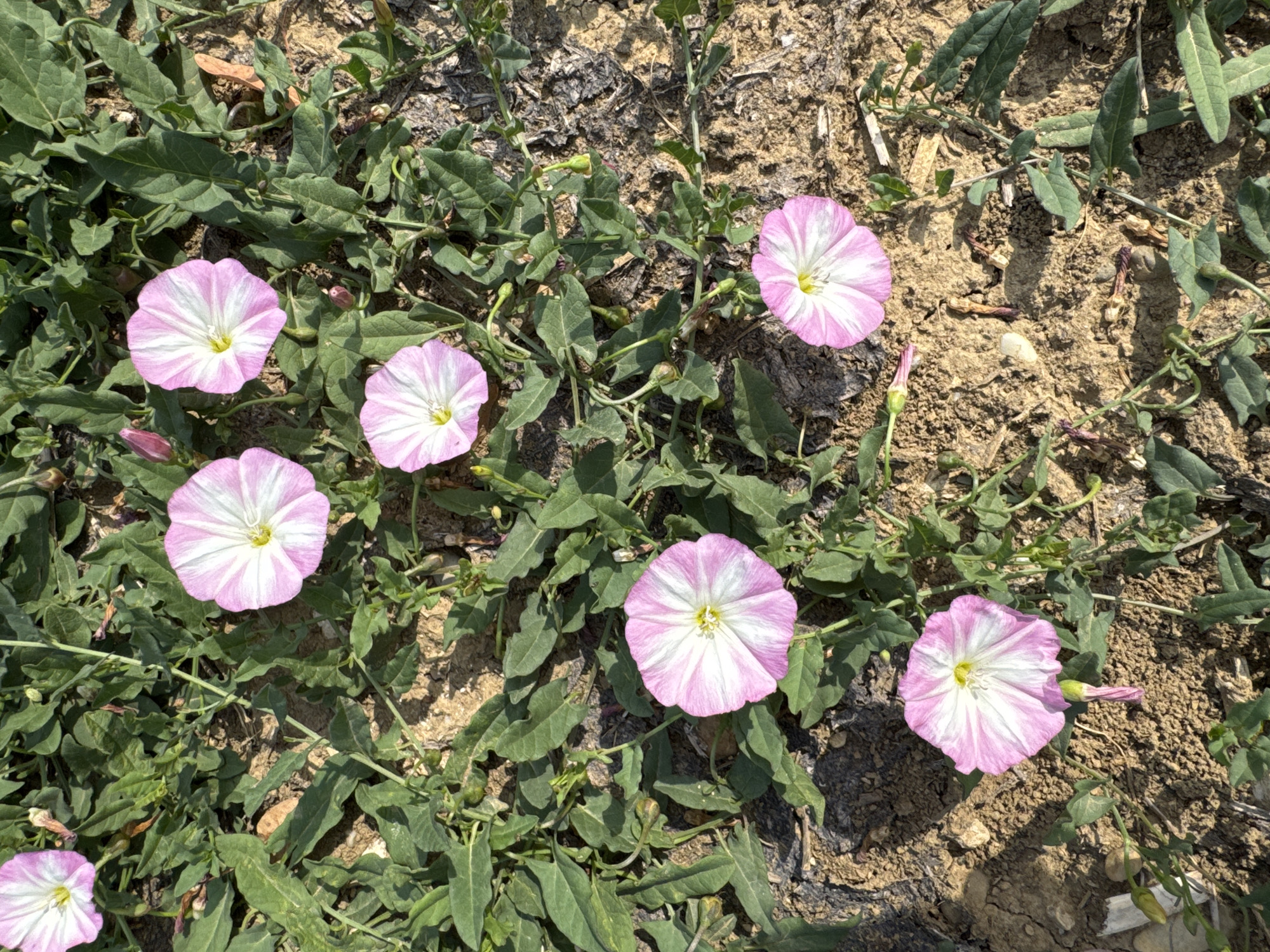 This image is a top-down, close-up shot of several bindweed flowers, likely found in a natural or uncultivated area. The flowers are funnel-shaped with five distinct petals, featuring a pattern of white and pale pink stripes. Each flower has a yellow center. They are scattered across a ground covered in dry soil, small stones, and green, leafy bindweed vines. Some buds and dried remnants of previous blooms are also visible. The scene is outdoors, under natural sunlight, creating some shadows. There are no people or man-made structures visible. The location is identified as Wettstetten, Germany, suggesting it's a local flora scene within that municipality.