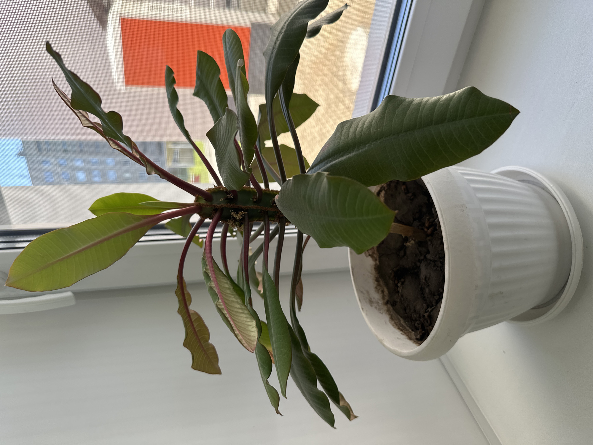 A potted houseplant with green leaves and reddish stems sits on a white windowsill. Behind the plant, a window with a screen reveals a view of a modern building with orange and grey sections. The scene is likely indoors, possibly in an apartment in Novoaltaysk, Russia, given the architectural style of the building. The lighting suggests it is daytime, with natural light coming from the window.