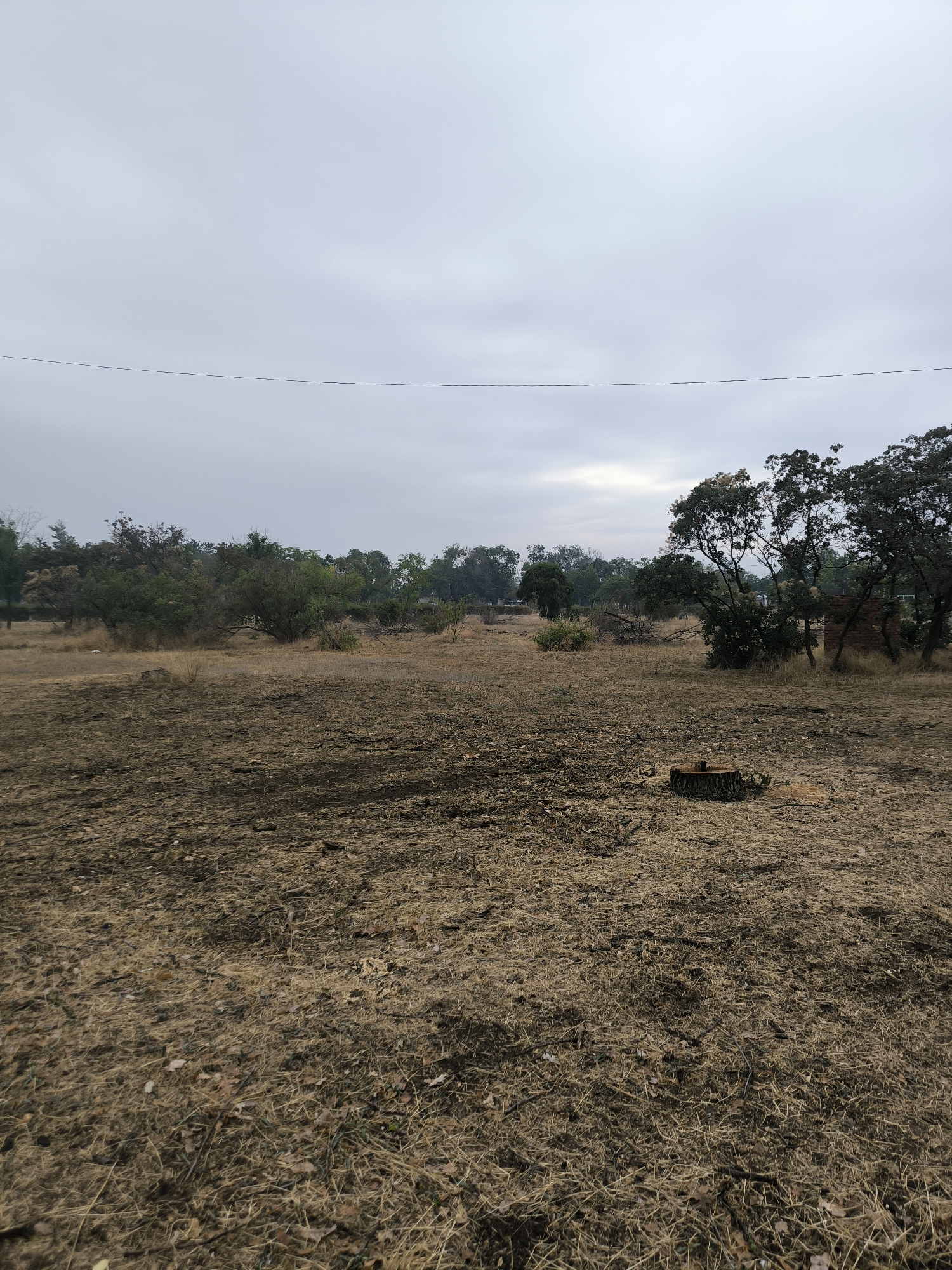 The image depicts an outdoor scene under an overcast sky. The ground is covered in dry, brown grass and scattered leaves. In the foreground, a tree stump is visible. The middle ground features more dry vegetation and some scattered debris, including branches and what appears to be a small animal carcass. Further in the distance, there are trees and shrubs, with some areas appearing more dense and green. A single thin wire runs horizontally across the upper portion of the image. There are no people or visible signs of human activity beyond the wire and tree stump. The environment appears somewhat unkempt and possibly indicative of a rural or undeveloped area within the city of Mykolaiv, Ukraine.