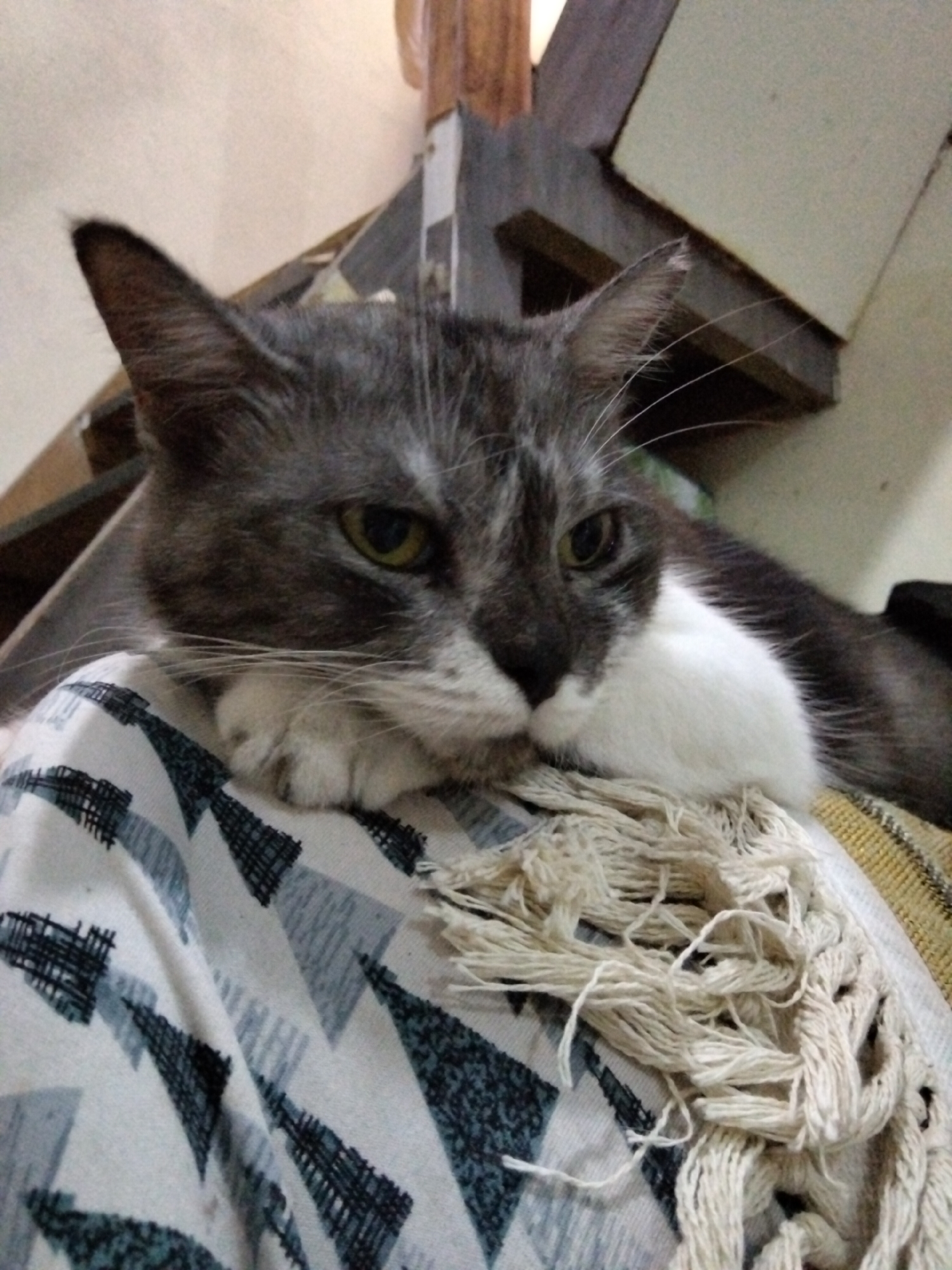 A grey and white cat is lying on its chest, with its head resting on its paws. The cat is looking to the left of the frame. The cat is on a blanket with a geometric pattern and fringe. In the background, there is wooden furniture and a cream-colored wall. This image was taken in East Jakarta, Indonesia.