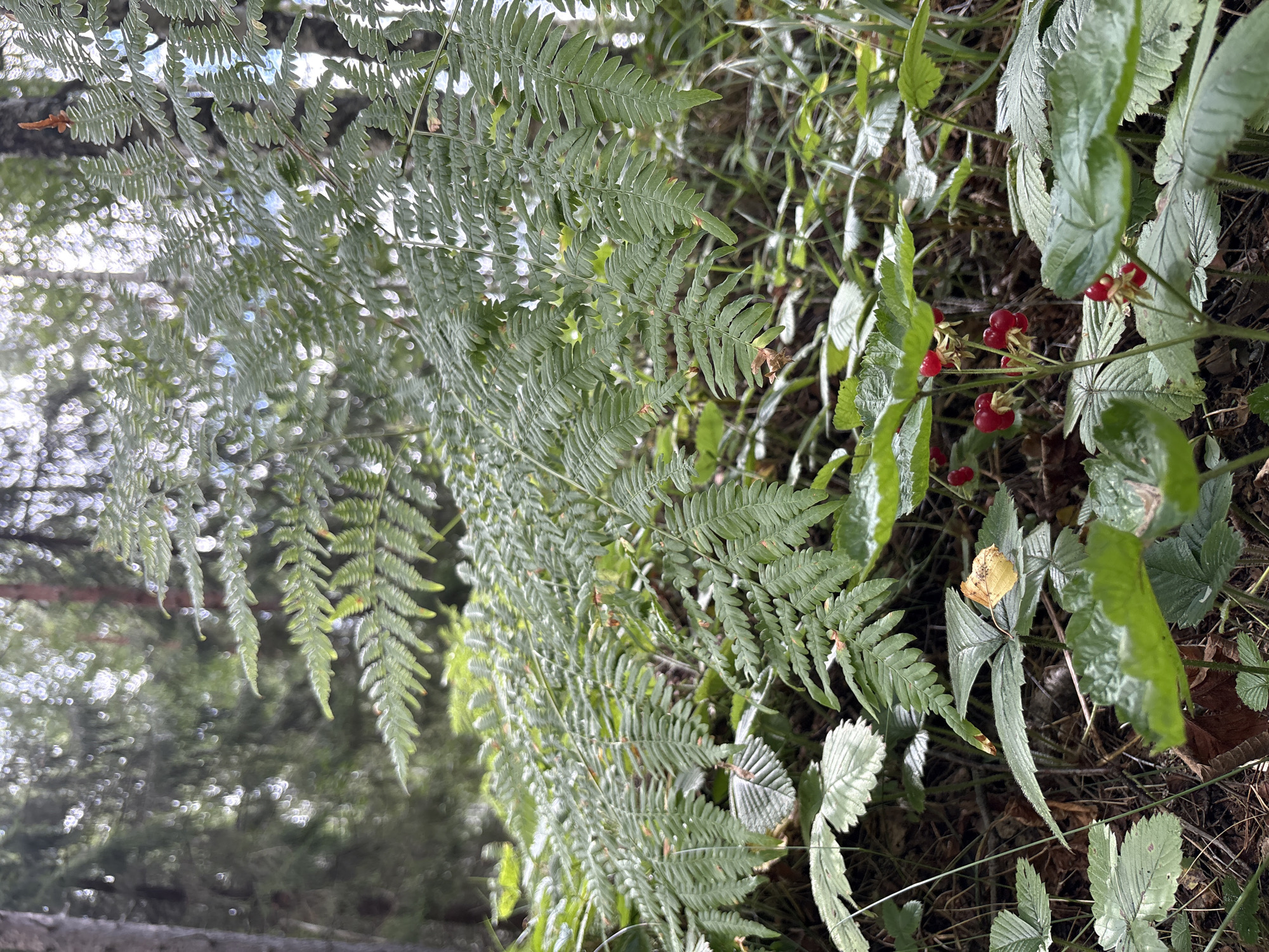 The image depicts a close-up view of a forest floor in Slavyanka, Russia. A large fern frond dominates the foreground, its delicate green leaves unfurling. Beneath the fern, several small, bright red berries are visible, clustered on thin stems. These berries appear to be wild strawberries, a common sight in Russian forests. The surrounding ground is covered with dry leaves, pine needles, and other forest debris. In the background, the dense foliage of pine trees creates a soft, dappled light. The overall scene is one of natural beauty and tranquility, characteristic of a Russian forest in summer.
