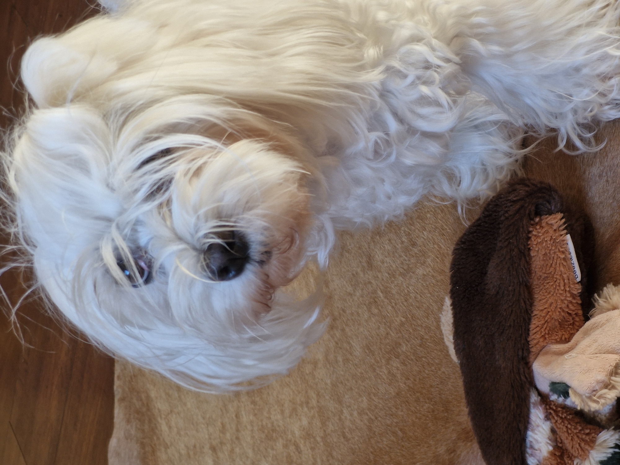 A white fluffy dog is lying down on a tan rug. The dog's fur is long and covers its face. Part of the dog's nose and one eye are visible. The dog's body is mostly hidden by its fur. A brown stuffed toy is visible in the lower left corner of the image, partially under the dog. The background is a wooden floor. There is no information in the image to suggest its location in Klaipėda, Lithuania.