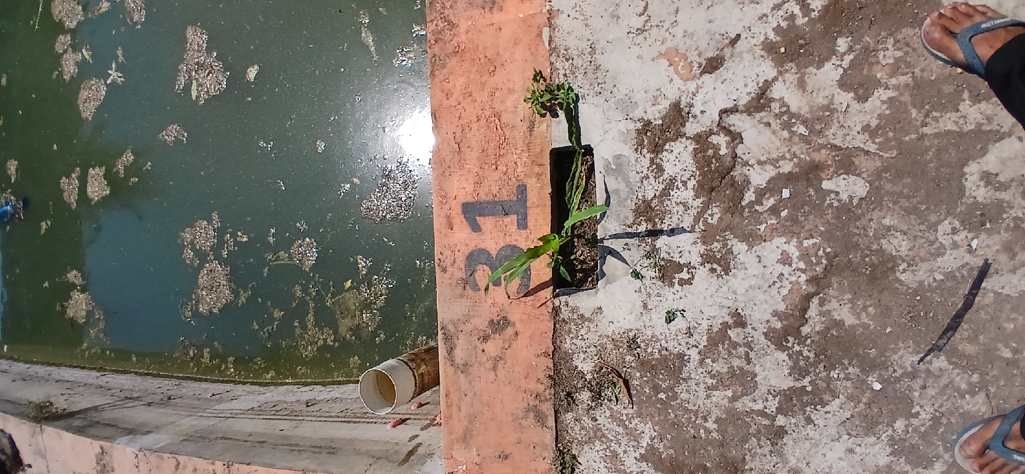 The image is a vertical, eye-level shot of a concrete area next to a pool of murky green water. The pool is filled with debris, and the water reflects the sunlight. A white pipe protrudes from the edge of the pool. Painted on the orange border of the concrete structure is the number "31" in black. In front of the number, a small black container holds a plant with green leaves. The concrete ground in the foreground is worn and cracked, with patches of white and brown discoloration. Two bare feet wearing flip-flops are visible at the bottom of the frame. The scene suggests an outdoor location, possibly an industrial or public space in Pejaten, Indonesia.