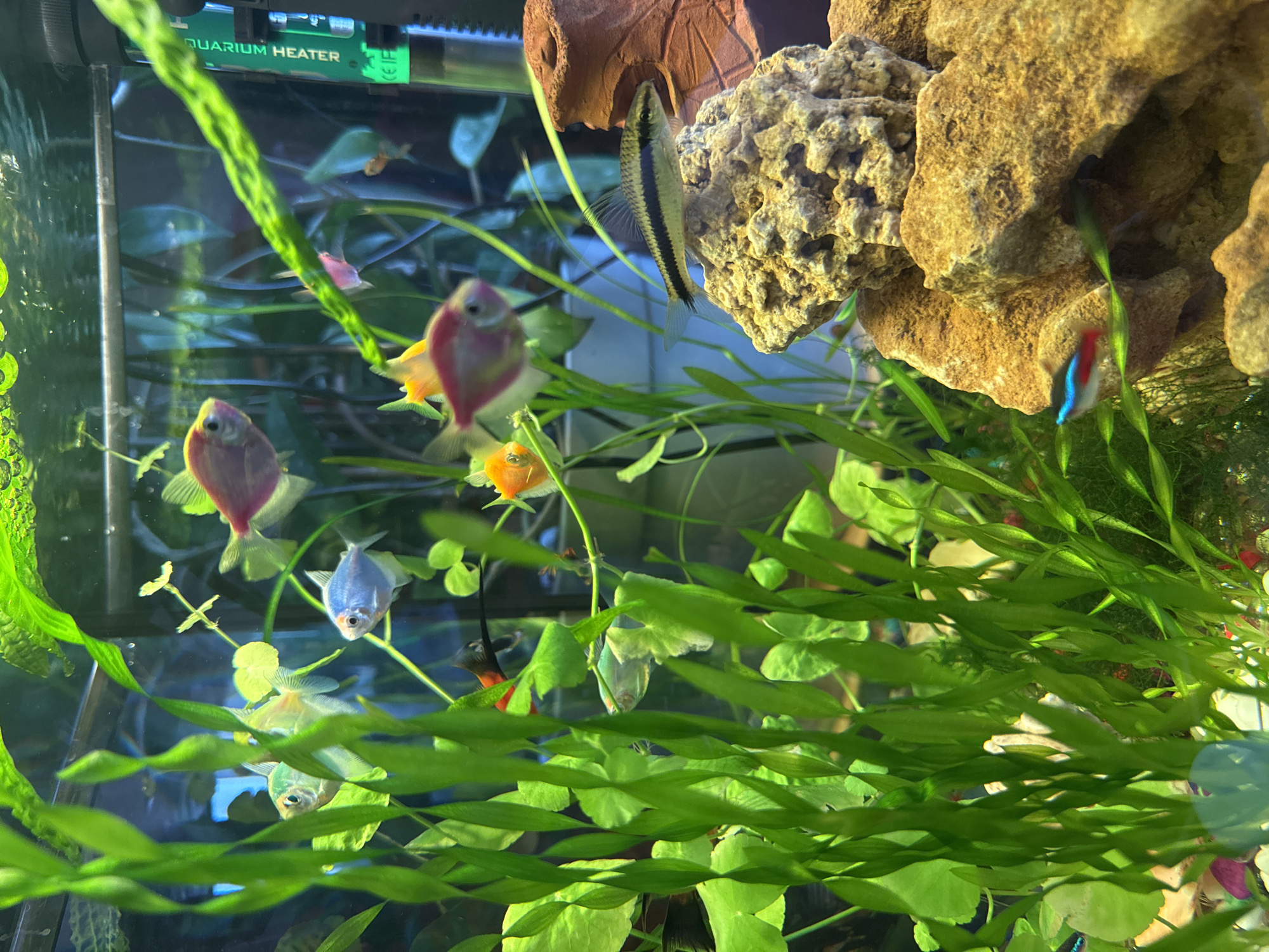 This is a close-up, eye-level, indoor photograph of a freshwater aquarium. The aquarium is densely planted with various types of green aquatic plants. Several small, colorful fish are visible, including pink, blue, orange, and neon tetra varieties. The fish are swimming amongst the plants and rocks within the tank. A green aquarium heater with text indicating "AQUARIUM HEATER" is mounted on the right side of the tank. The background is out of focus, showing more plants and the back of the aquarium. The lighting appears to be from above, illuminating the scene. There is no discernible connection to the city of Mykolaiv, Ukraine, as the image depicts an artificial environment.