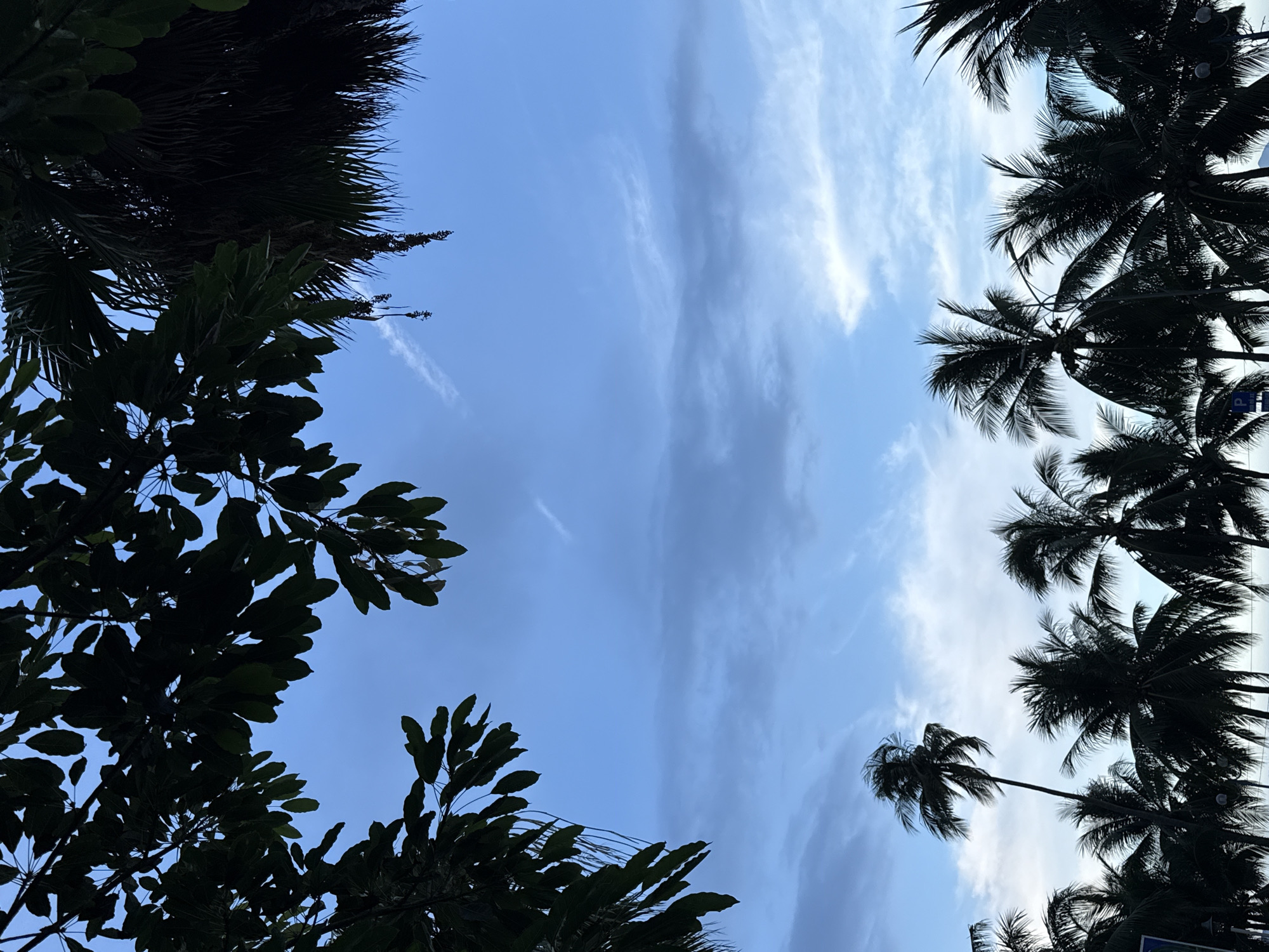 The image captures a view of the sky framed by dark silhouettes of trees and palm fronds. The sky is a gradient of blue, with lighter patches and wispy clouds suggesting either dawn or dusk. In the foreground, the dark outlines of lush, tropical foliage dominate the top and bottom portions of the frame. Silhouetted palm trees are visible along the bottom edge, their fronds spread against the sky. There is no indication of the specific location within Nha Trang Ward, Vietnam, nor are there any people or discernible actions depicted in the scene. The environment appears to be outdoors, possibly near a beach or park given the presence of palm trees.