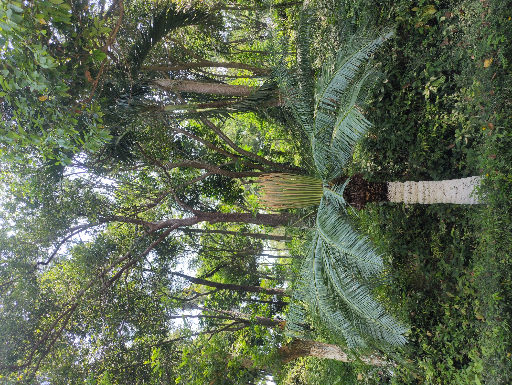 The image depicts a tropical or subtropical scene in Tuy Hòa, Vietnam. A palm tree with a distinct white, textured trunk and green fronds is prominent in the foreground. The background features a dense array of trees with varying shades of green foliage, suggesting a forest or park environment. The lighting appears to be bright and diffuse, typical of an overcast day. There are no people visible.