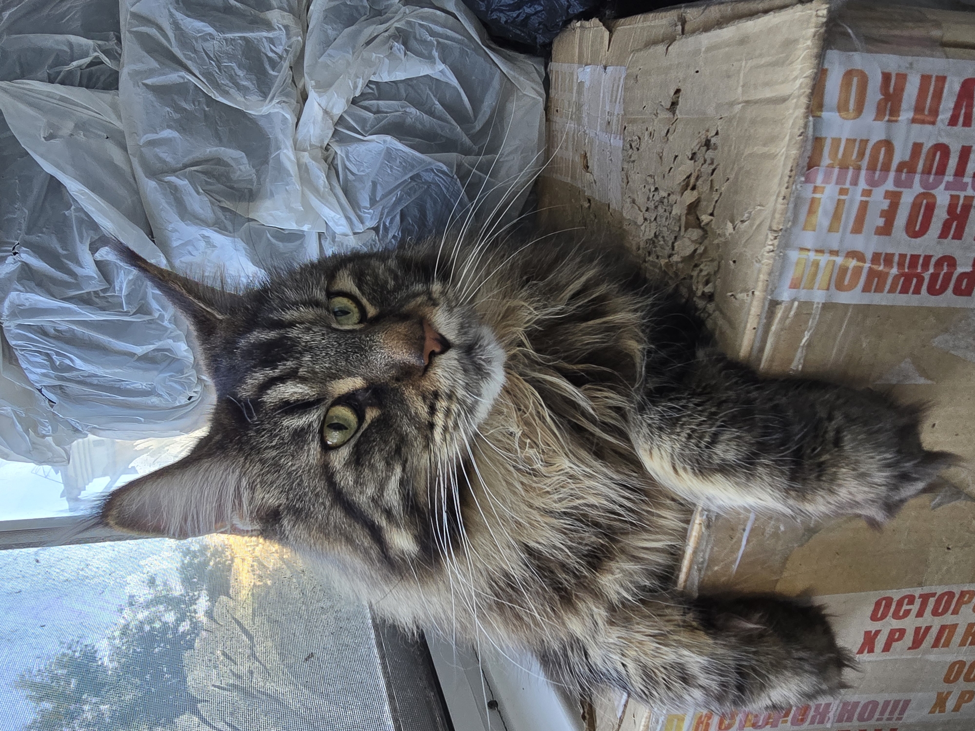 A large, long-haired tabby cat, consistent with a Maine Coon breed, is depicted resting on a corrugated cardboard box indoors in Krasnoyarsk, Russia. The cat exhibits prominent ear tufts, greenish-yellow irises, and white whiskers. Its front paws are extended over the front edge of the box. The box displays partially visible red Russian text on white tape, including fragments interpreted as "СРОЧНО!!!" (URGENT!!!) and "ОСТОРОЖНО!!!" (CAUTION!!!). Stacked behind and to the right of the cat are multiple crumpled, translucent white plastic bags. To the cat's left, a window fitted with a mesh screen provides a view of trees under bright daylight. The immediate environment appears functional, with signs of storage.