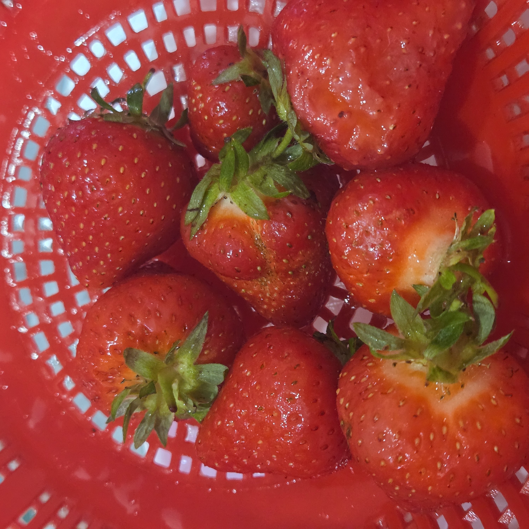 The image provides a close-up, overhead view of several fresh, vibrant red strawberries resting within a red plastic colander or basket. The strawberries appear plump and are slightly wet and shiny, indicating they may have been recently washed. Their surfaces are speckled with small, yellowish achenes (seeds).
Many of the strawberries retain their green leafy caps (calyxes), which provide a contrasting color element. Some of these caps show minor browning or signs of wear. Notably, one strawberry positioned towards the center-right of the frame has a distinct lighter, almost orange-white area near where its stem would have been, possibly an unripe or damaged section. Another strawberry in the lower-left also exhibits a similar, less intensely red patch.
The red colander has a pattern of square perforations through which a light blue or white surface is visible, likely a countertop or sink. The lighting is bright, emphasizing the wet sheen on the fruit. No people are visible, and there are no specific location cues beyond an implied indoor setting, such as a kitchen. There is no visible text in the image. The scene suggests the strawberries are being prepared, possibly having just been rinsed or awaiting consumption.