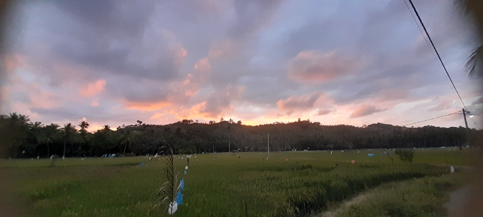 The image shows a wide, green paddy field located in Palohpanyang, Indonesia. The field is dotted with numerous scarecrows. A line of trees runs along the horizon, with a small hill behind them. The sky is filled with gray and pink clouds at sunset. An electrical pole and wire are visible in the upper right.