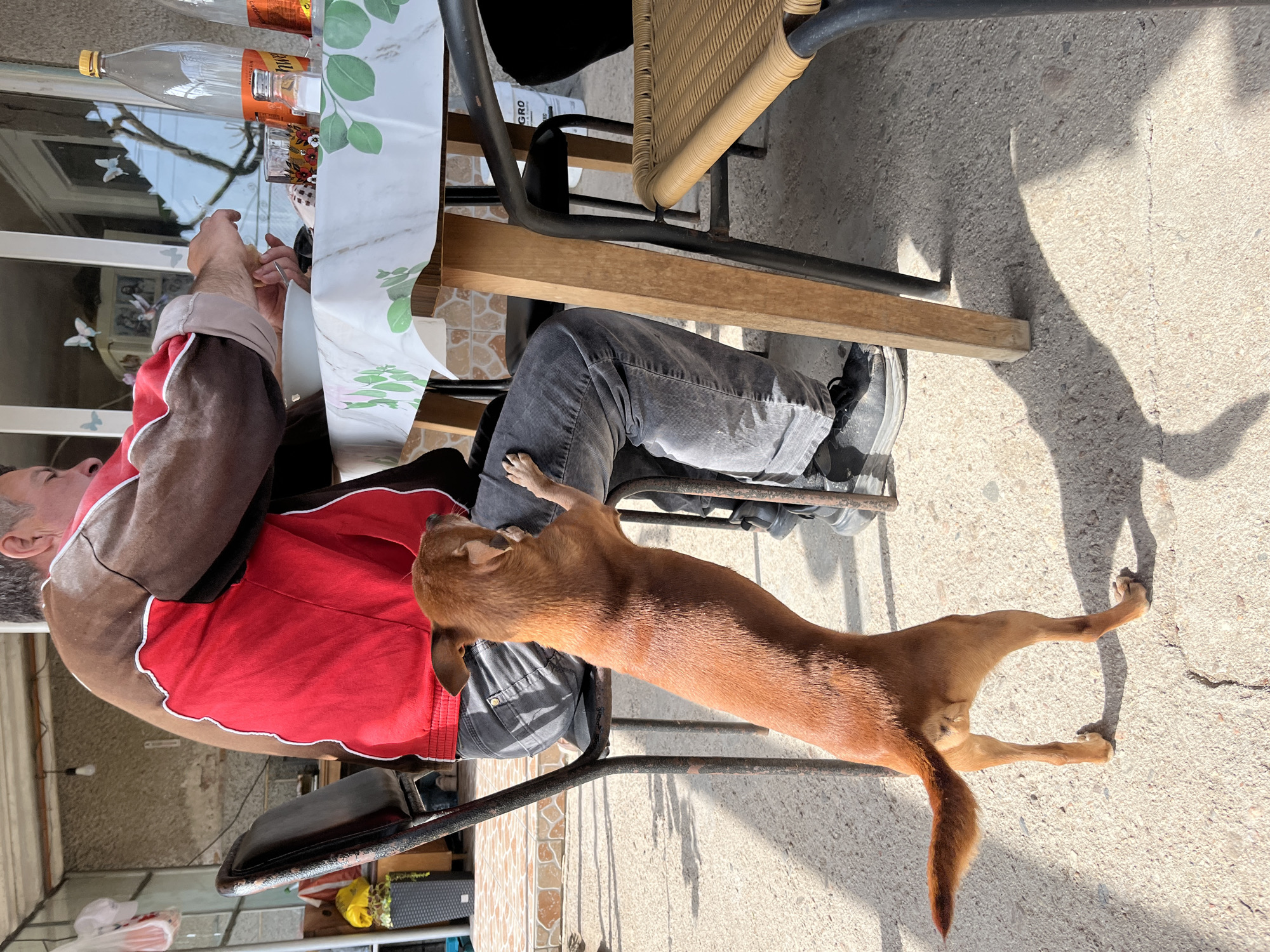 An older man sits at an outdoor table in Karavelovo, Bulgaria. He wears a red and brown jacket and grey jeans. A brown dog stands on its hind legs next to him, its paws resting on the man’s leg. Bottles and glasses are on the table. A woven chair is next to the man. The ground is concrete.