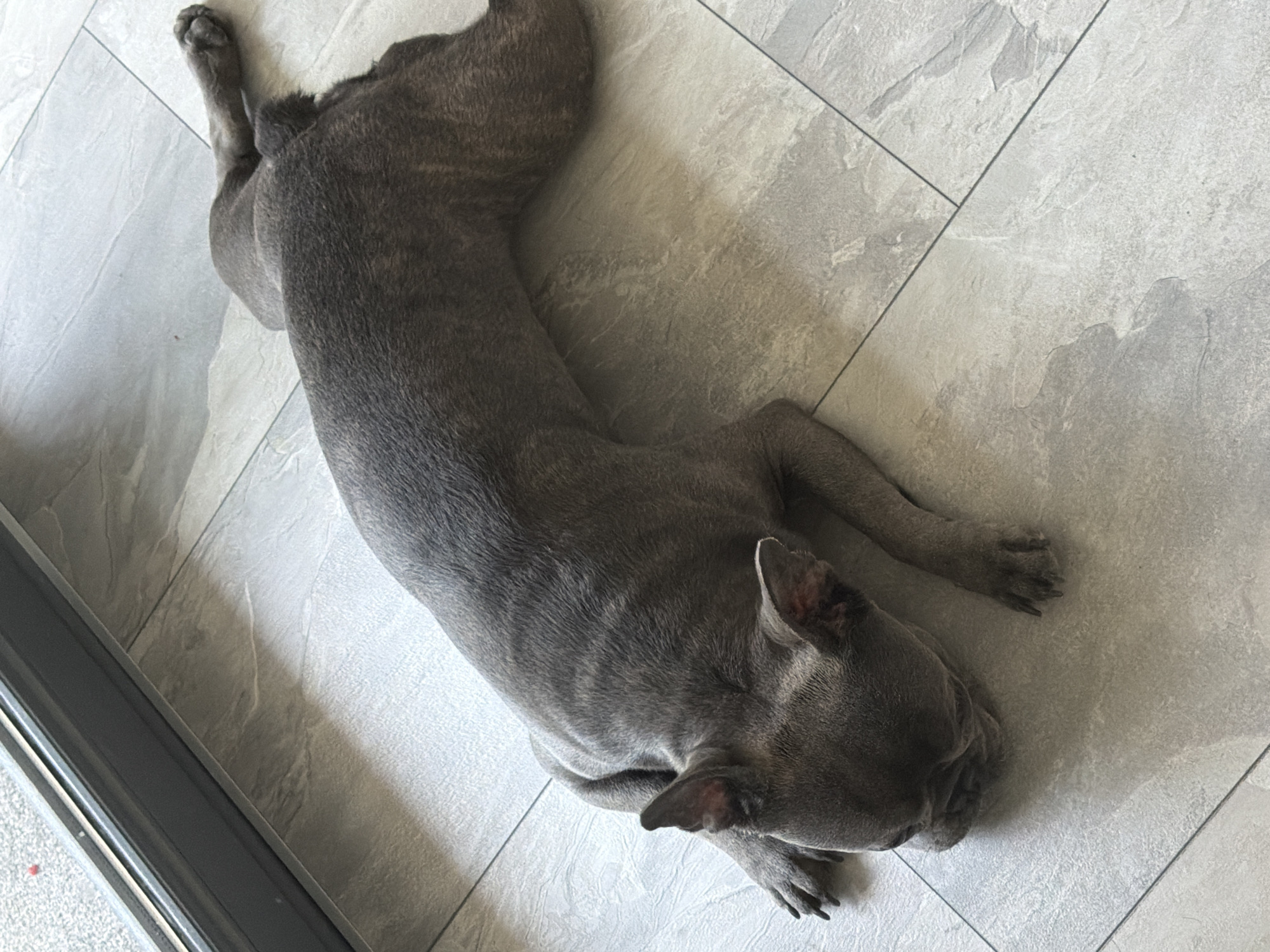 A grey French bulldog is lying on its side on a light grey tiled floor. The dog is facing to the left with its head down. Its front legs are extended forward, and its back legs are extended backward. The dog appears to be resting or sleeping. The tiled floor has a natural stone-like pattern. The background shows a dark grey frame and a lighter grey area, possibly a window or door. There is no indication of the city of Ruse, Bulgaria in the image.