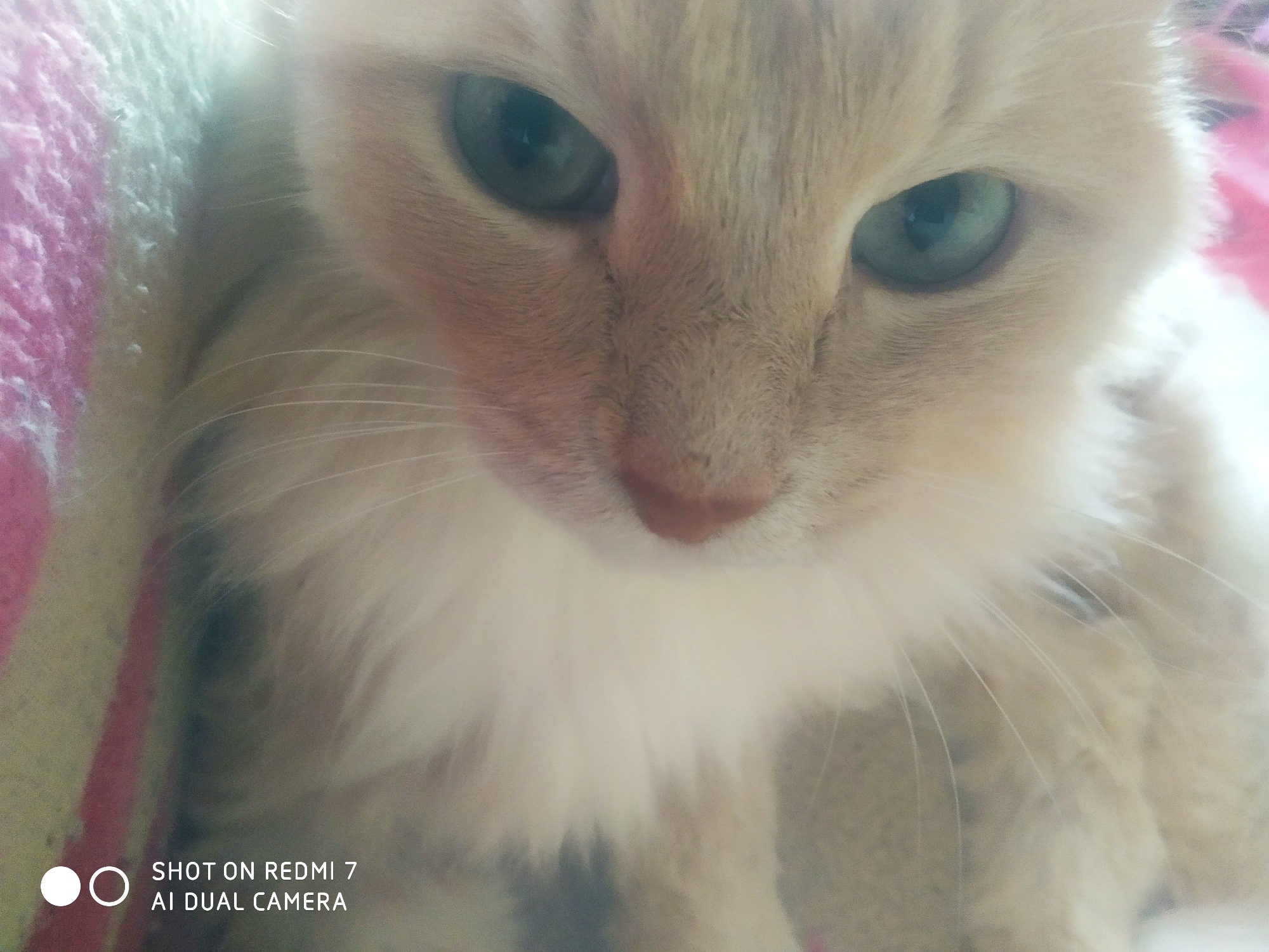 A close-up photograph shows a light orange cat with green eyes and a white chest. The cat is indoors, lying on a surface covered with a pink and white striped fabric. A phone watermark in the lower left corner reads "SHOT ON REDMI 7 AI DUAL CAMERA." Location not determinable from provided image.