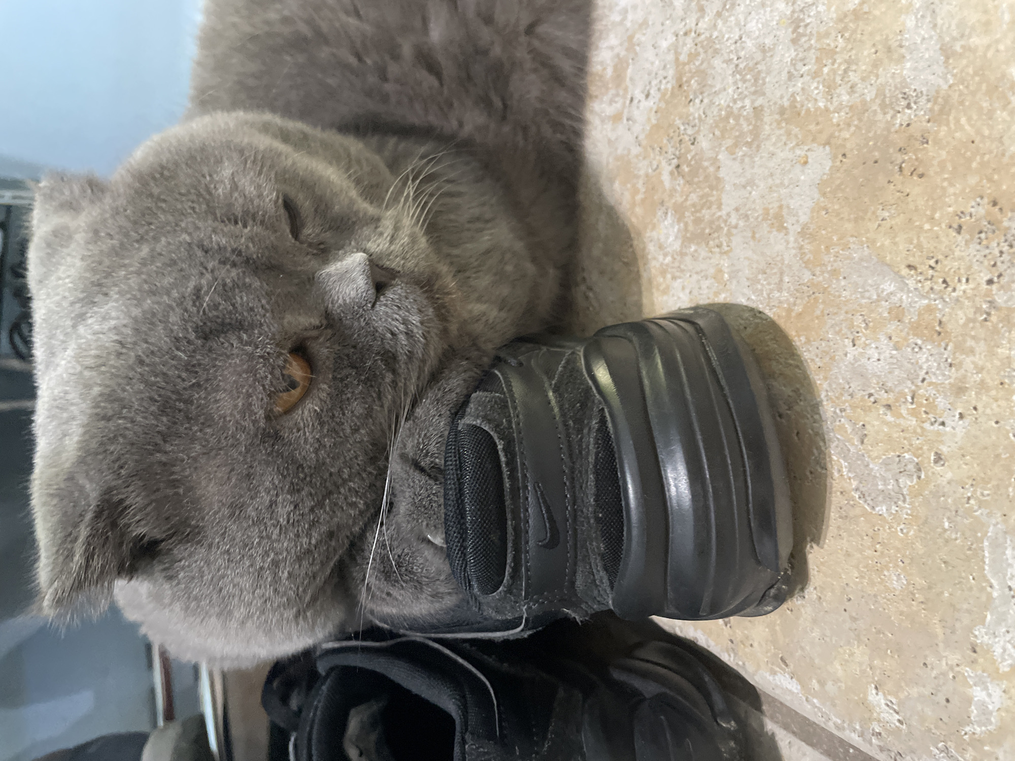 A grey British Shorthair cat is resting its head on a pair of black Nike sneakers. The cat's eyes are partially closed, giving it a sleepy appearance. The sneakers are placed on a light-colored tiled floor with a rough texture. The background is blurred, but appears to be an indoor setting with some shelving and what looks like a blue wall.