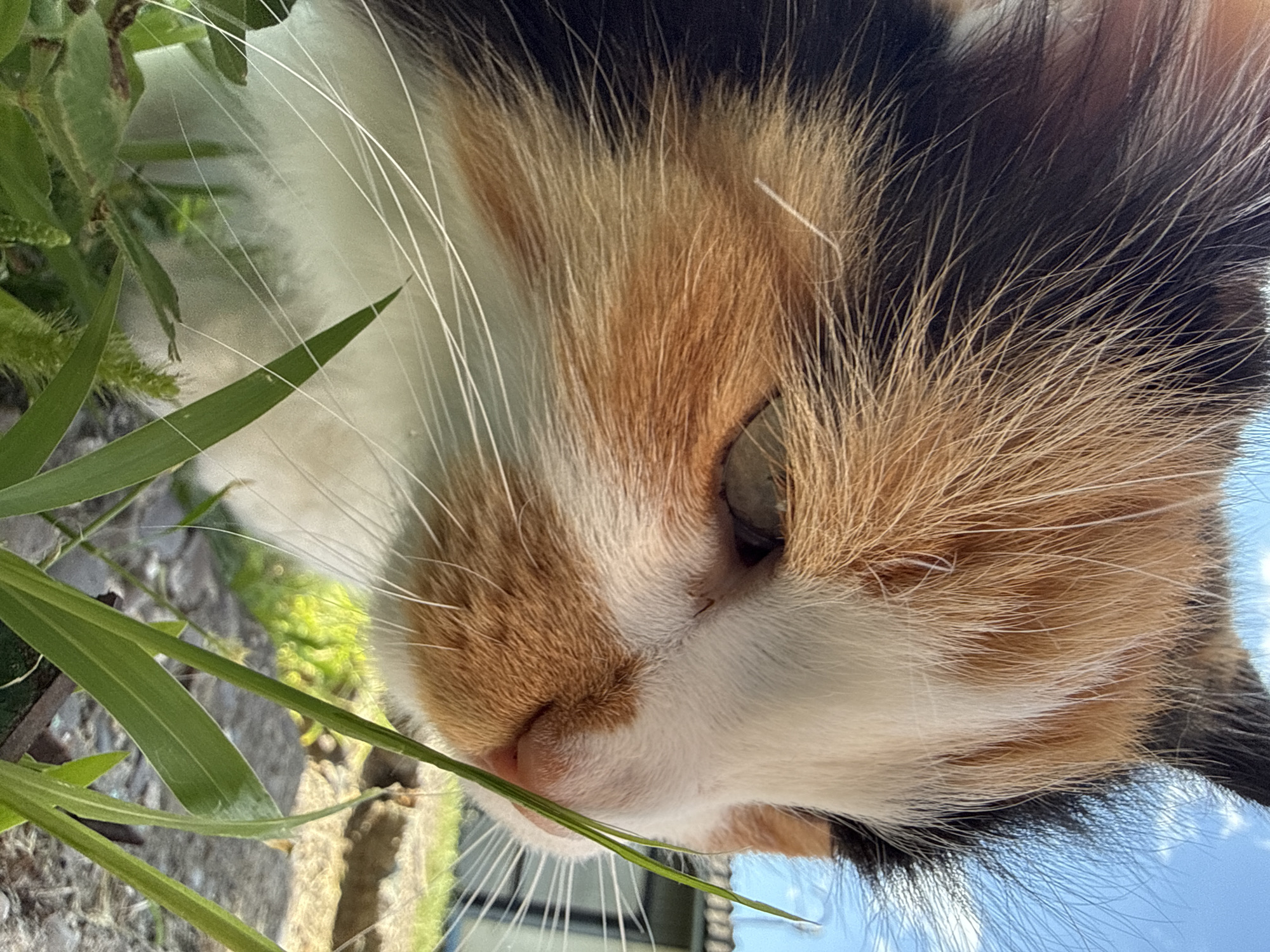 A close-up, low-angle, eye-level, outdoor photograph shows the face of a calico cat from the nose to the top of its head. The cat's fur is a mix of white, orange, black, and brown. Its whiskers are long and white, and a blade of green grass extends vertically in front of its face. The background is blurred, showing hints of green foliage and a blue sky with white clouds. The cat is in a natural outdoor setting, possibly a garden or yard. The lighting suggests it is daytime.
