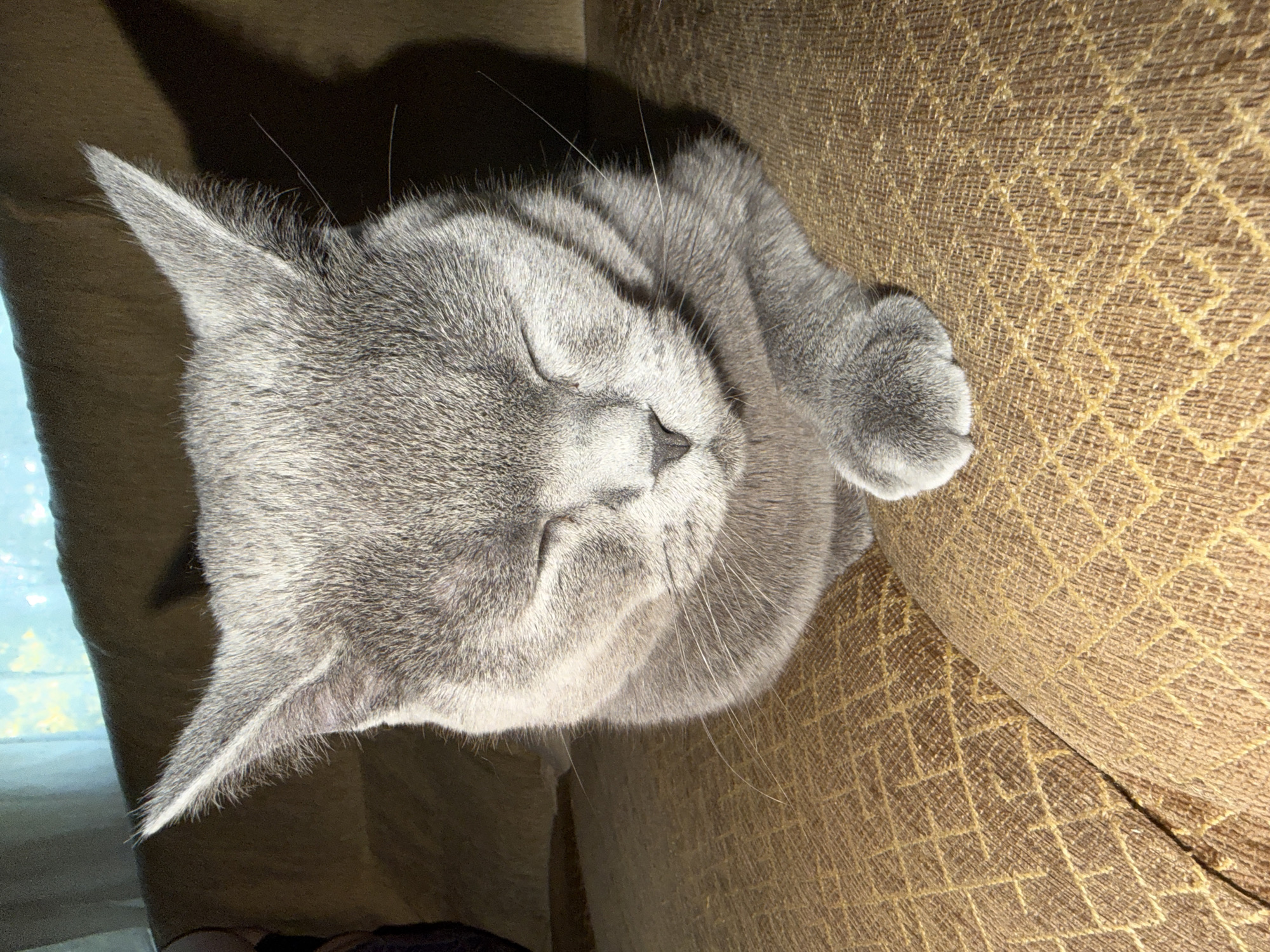 A medium shot shows a grey cat with its eyes closed, resting on a brown, textured sofa. The cat is positioned in the center of the frame, with its head tilted slightly downwards. Its ears are pointed upwards and outwards, and its paws are crossed in front of its chest. The sofa has a diamond-shaped pattern woven into the fabric. The background is blurred, but appears to be an indoor setting with a window and curtains visible. The lighting suggests it is daytime. There is no identifiable information about the location in Dimitrovgrad, Bulgaria.