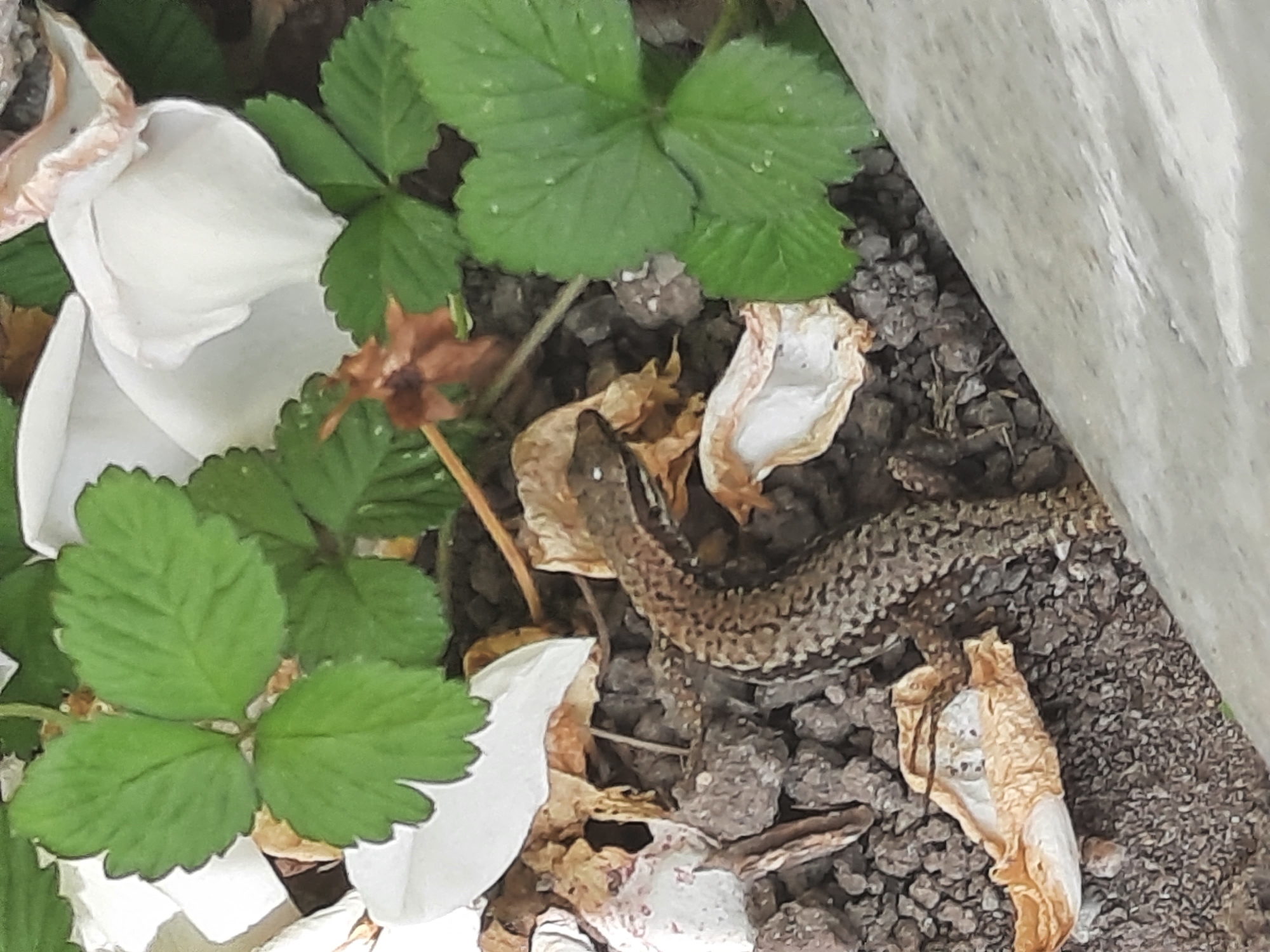 A common lizard, possibly a sand lizard (Lacerta agilis), is camouflaged amongst pebbles, dry leaves, and green strawberry leaves. The lizard is brown and grey with a patterned back, and it is curled around a dried, white flower petal. The scene appears to be an outdoor environment, perhaps a garden bed. The image does not contain any information that allows for the identification of a specific location within Rosenheim, Germany.