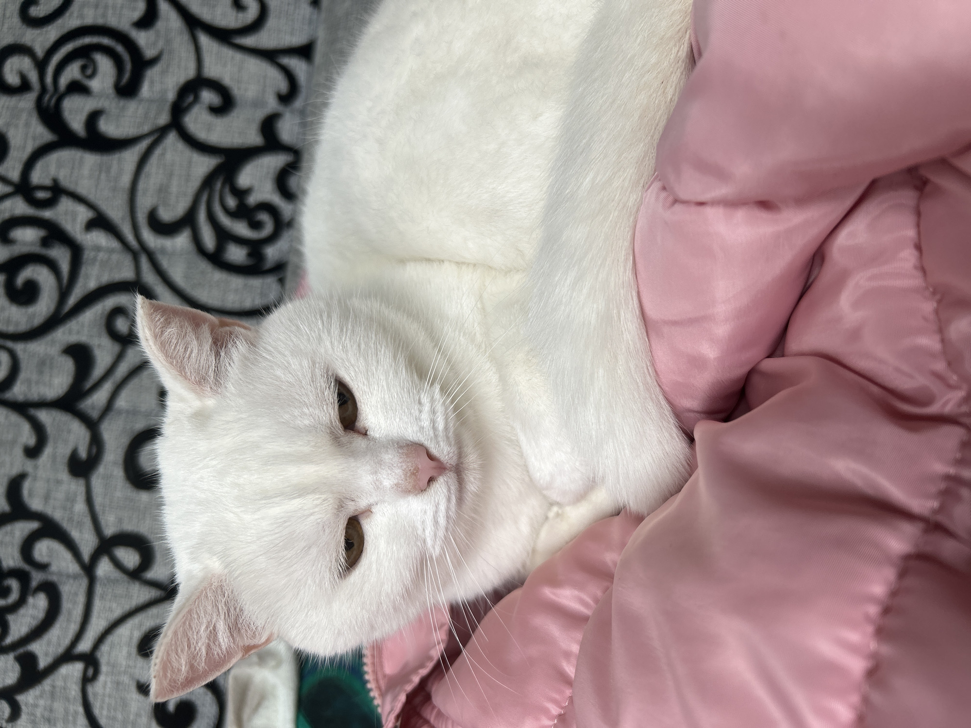 A white cat with light brown eyes is lying on a pink puffy blanket, its head resting slightly to the left. The cat's nose is pink, and its white whiskers are visible. Behind the cat, a patterned gray and black fabric is visible. The image does not provide any information about the city of Chaikovsky, Russia, or any other specific location.