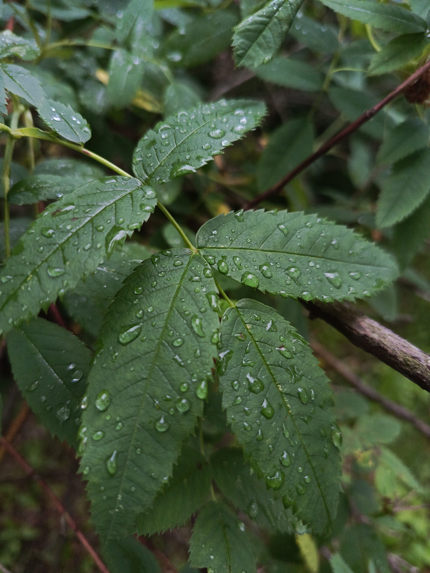 A close-up, vertical shot captures a cluster of dark green leaves covered in numerous water droplets. The leaves have serrated edges and prominent veins. A thin, brown twig crosses diagonally through the upper right portion of the frame, with a small, brown, fuzzy seed pod attached to it. The background consists of blurred foliage in varying shades of green, suggesting an outdoor, natural setting. The image does not depict any people, animals, or urban elements; therefore, its specific location within Chaikovsky, Russia, cannot be determined from the visual information alone. The scene is static and presents a moment of tranquility after a rainfall.