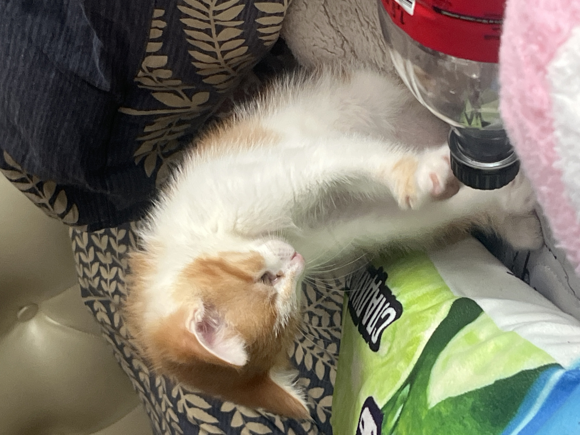 An orange and white kitten is lying on a bed next to a green pillow, a dark blue blanket with a leaf pattern, and a bottle of soda. The kitten is curled up with its head down. The scene appears to be indoors, possibly in a bedroom. There is no information available to determine the location in the city of Svietlahorsk, Belarus.