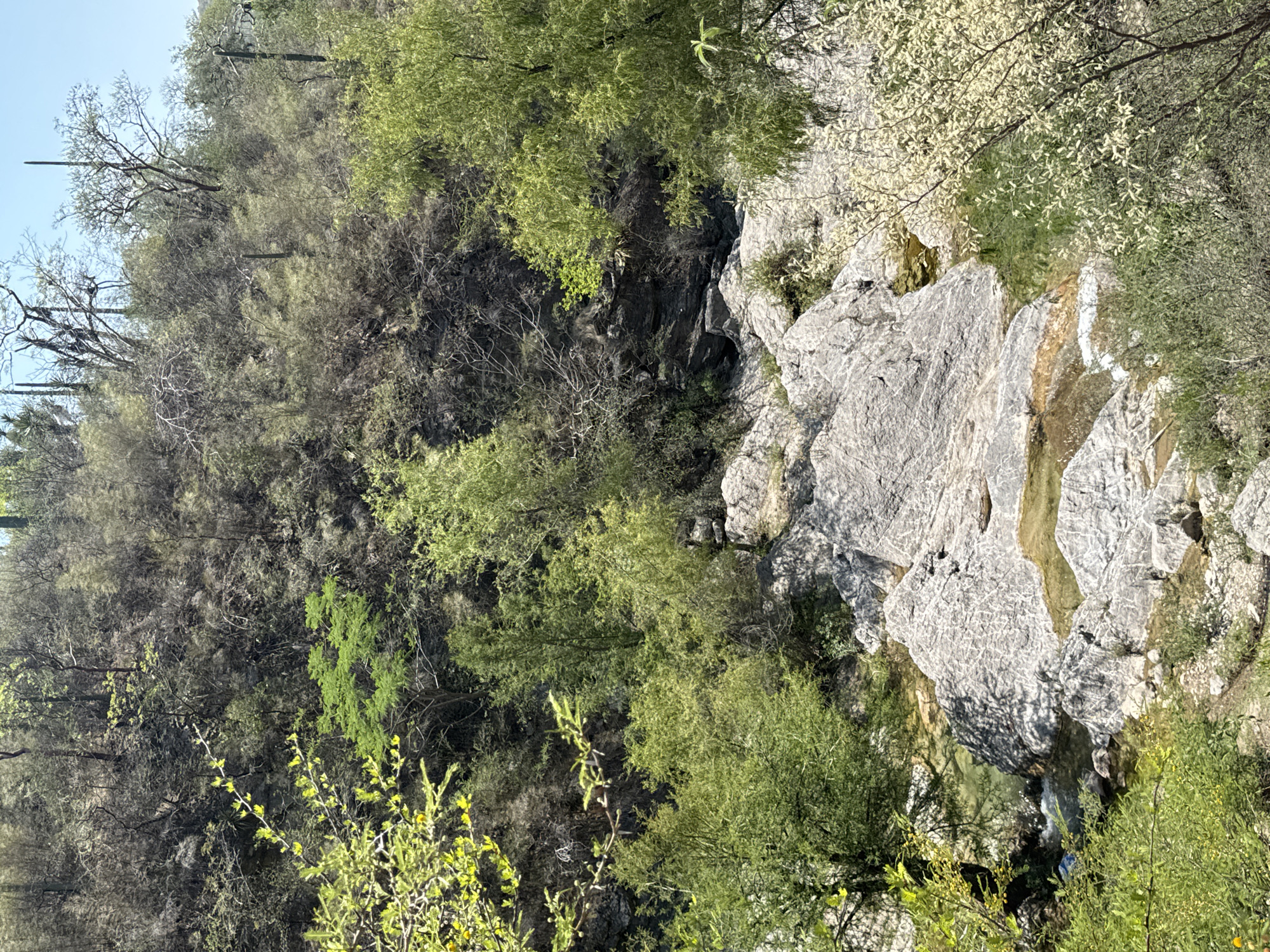 The image depicts a rocky, mountainous landscape with varying vegetation in San Miguel Atlapulco, Mexico. The scene is dominated by gray rock formations interspersed with shrubs, trees, and some bare branches. The foliage includes shades of green, yellowish-green, and some lighter, blooming white. The sky is visible as a pale blue strip at the upper-left corner of the frame. A small stream or water flow trickles over the rocks. The terrain appears uneven and steep, suggesting a natural, undeveloped environment.