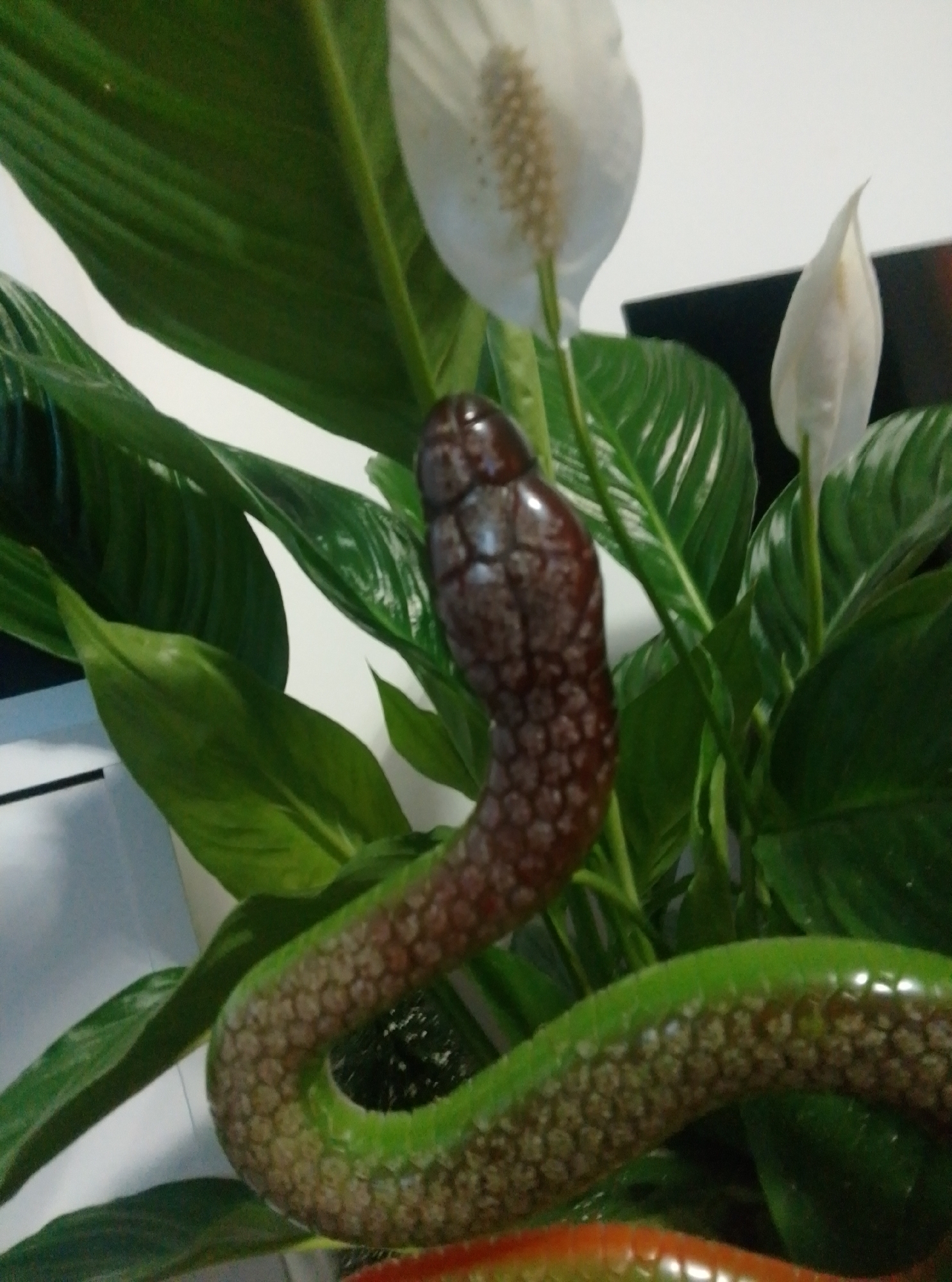 The image shows a close-up of a snake, possibly a non-venomous species, intertwined with a peace lily plant. The snake has a dark brown, scaled head and a green, scaled body. The peace lily has large, dark green leaves and white spathes. The background is a white wall and a dark object, possibly furniture. There is no indication of the location within the city of Wedel, Germany, or any people.