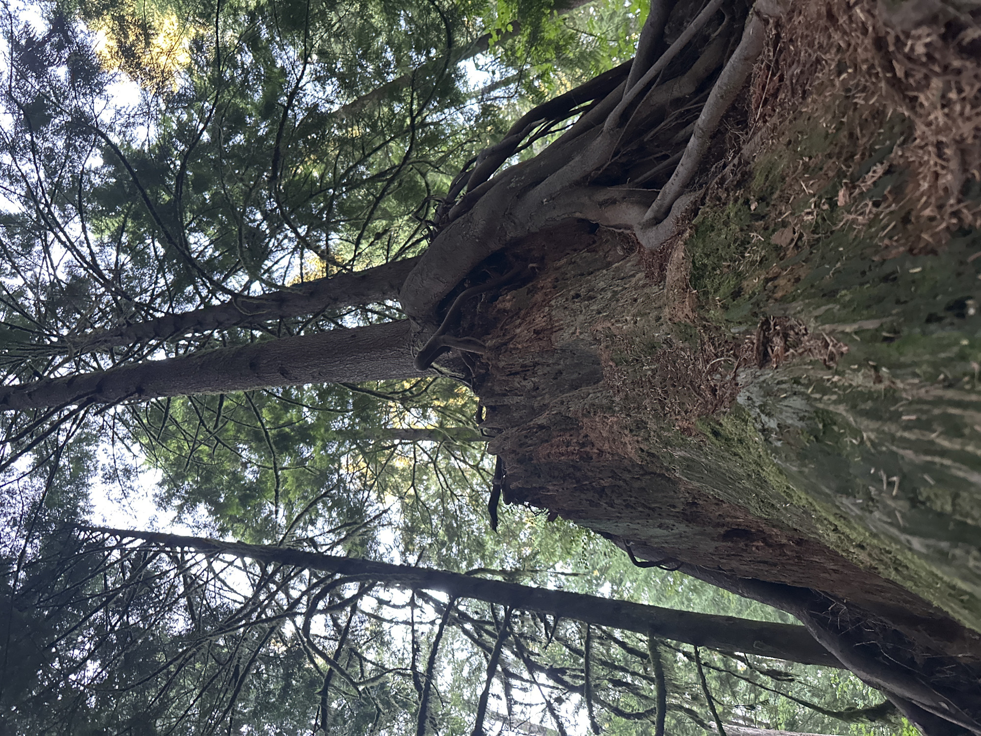 The image shows a close-up, low-angle view of a large tree stump with a new tree growing out of it. The stump is massive and appears to be composed of decaying wood, with visible bark texture and some moss growing on its surface. Thick, gnarled roots from the new tree are deeply embedded in and spread across the top and sides of the stump, providing support. The new tree itself is a tall conifer with dark green foliage. In the background, more tall trees are visible, creating a dense forest canopy. Sunlight filters through the branches, illuminating parts of the scene. The overall environment is a temperate rainforest. The location is likely within Pacific Spirit Regional Park in Coquitlam, Canada, given the characteristic flora and dense forest setting. No people are present in the image.