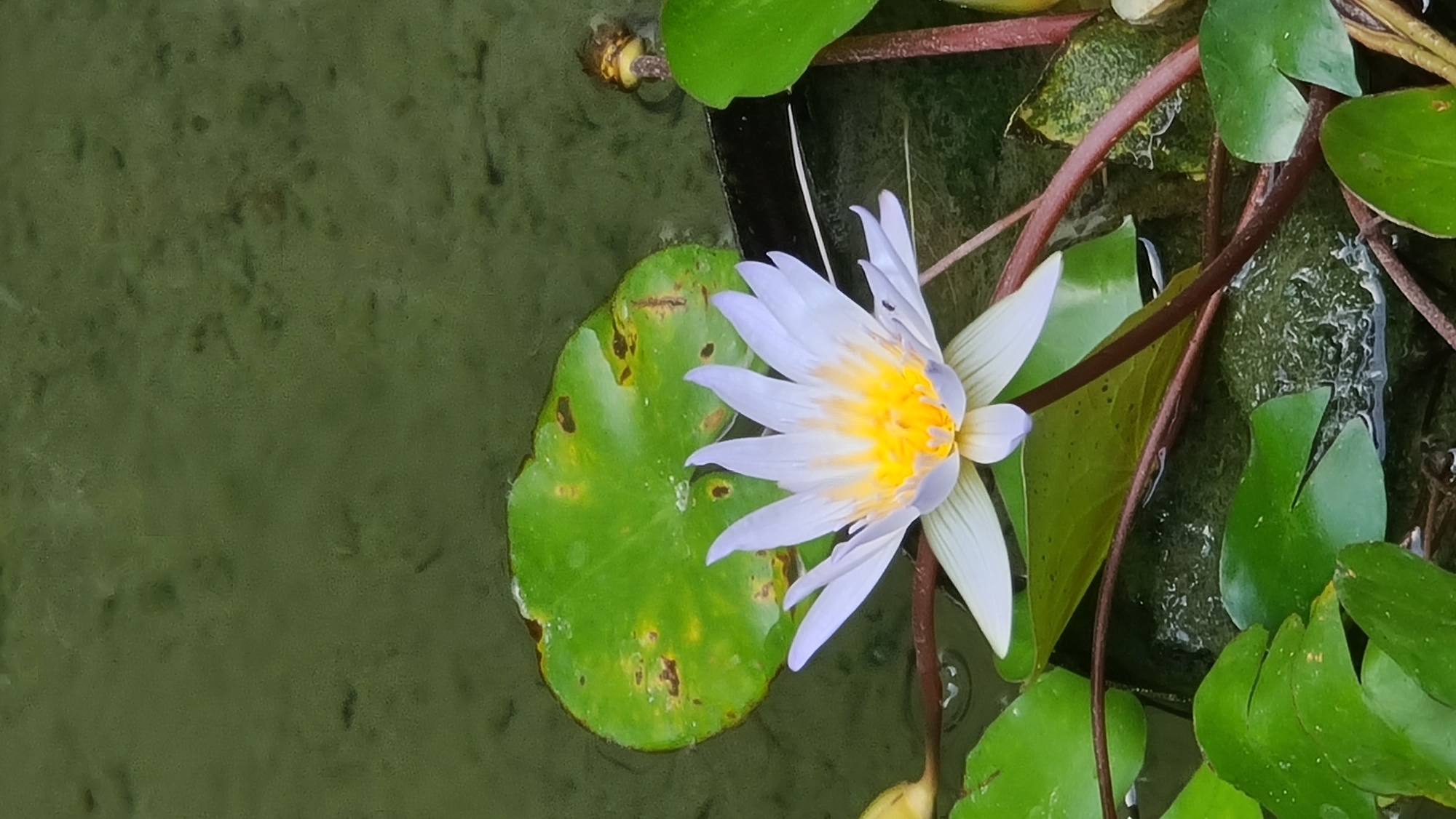An overhead shot captures a water lily with pale purple petals and a yellow center floating in murky green water. Several green lily pads surround the flower, with one prominently positioned behind it, showing signs of yellowing and brown spots. The water's surface is textured, with ripples and occasional bubbles. The scene is devoid of people and appears to be in a natural or semi-natural aquatic environment, possibly a pond or a garden feature. No specific landmarks identifying Denpasar, Indonesia, are visible.