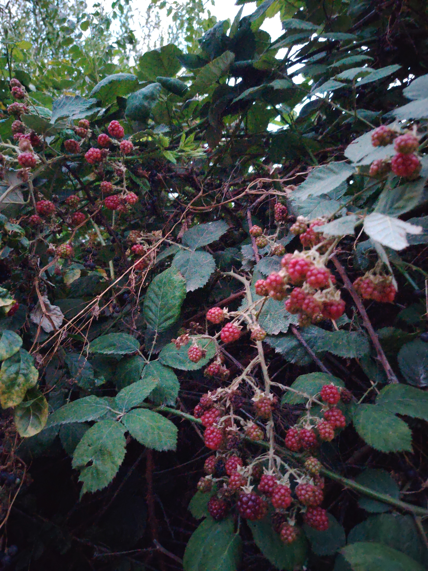 The image depicts a close-up view of a blackberry bush laden with ripe, red-hued berries. The berries are clustered on thorny branches amidst dark green foliage. The background is obscured by the dense growth of the bush and hints of a light-colored sky, suggesting an outdoor setting. There are no people or animals visible in the image. The scene appears to be a natural or semi-natural environment, possibly a garden or wild area, common in locations such as Cholpon-Ata, Kyrgyzstan, known for its natural landscapes and fruit-bearing plants.
