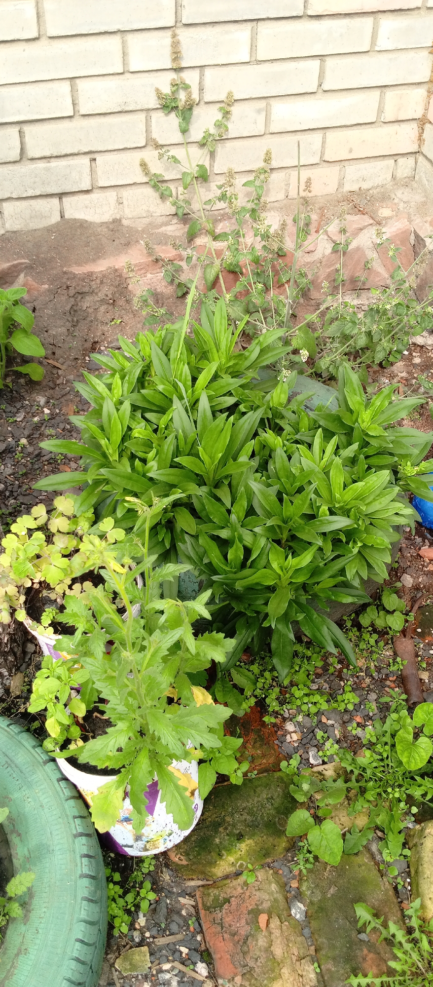 The image shows a close-up view of a garden area, likely in an urban setting, with a brick wall in the background. The garden features several plants, including a large cluster of green leafy plants in the center, a tall, thin plant with small blossoms reaching towards the wall, and a plant with serrated leaves in a decorative pot in the foreground. There are also smaller green plants and weeds growing amongst gravel and bricks on the ground. A partially visible green tire is on the left side of the frame. The overall scene depicts a somewhat overgrown and unkempt garden. There are no people or animals visible in the image. The location is specified as the city of Nazarovo, Russia, but this information is not visually verifiable from the image itself.