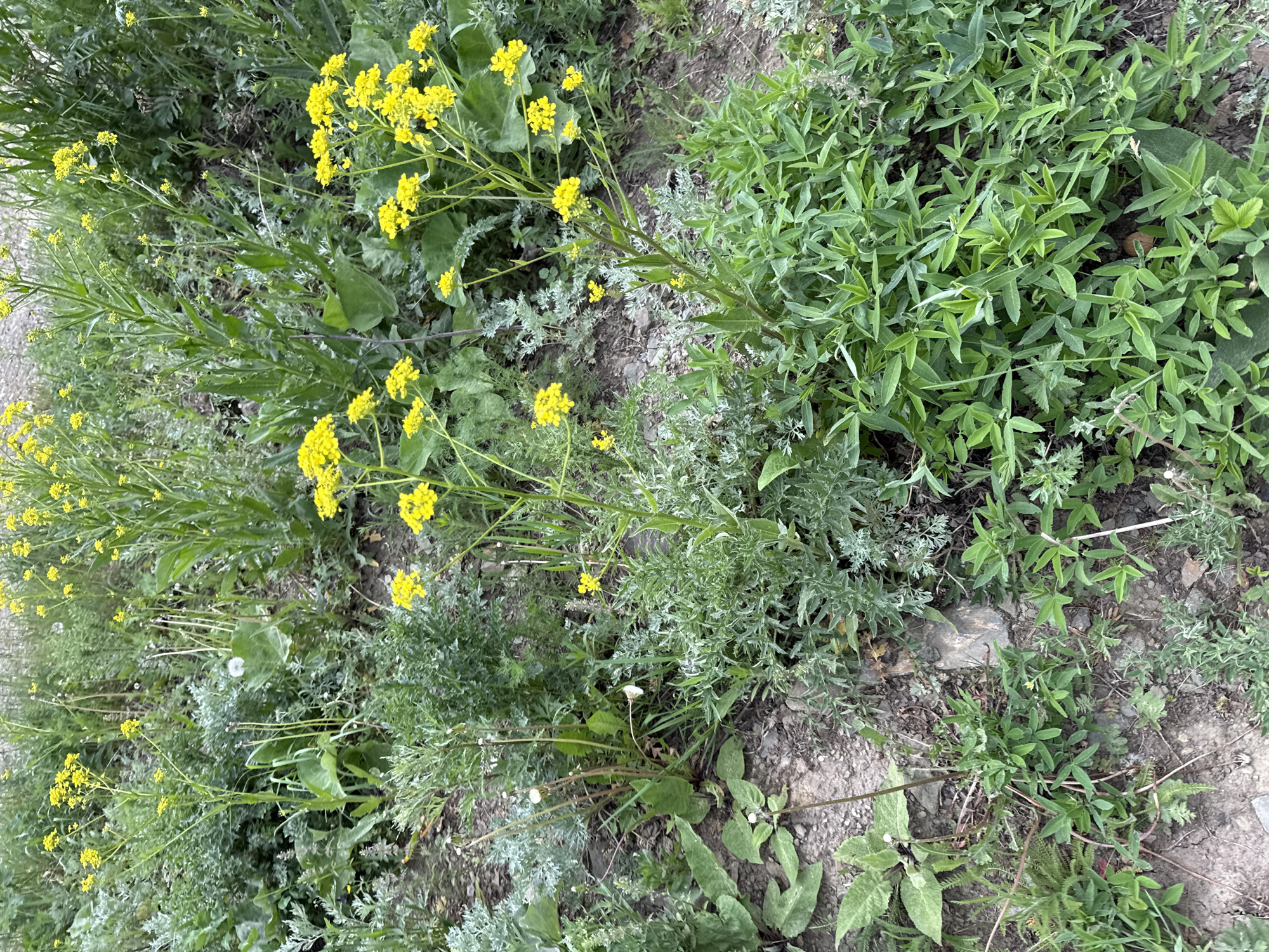 The image depicts a ground-level view of various plants and soil. Yellow flowering plants are interspersed with other green vegetation of varying textures and leaf shapes. The soil is visible between the plants, appearing dry and somewhat compacted. The setting seems to be an uncultivated or wild area. There is no indication of the location being Leninsk, Russia, or any other identifiable location. No people or animals are present in the image.