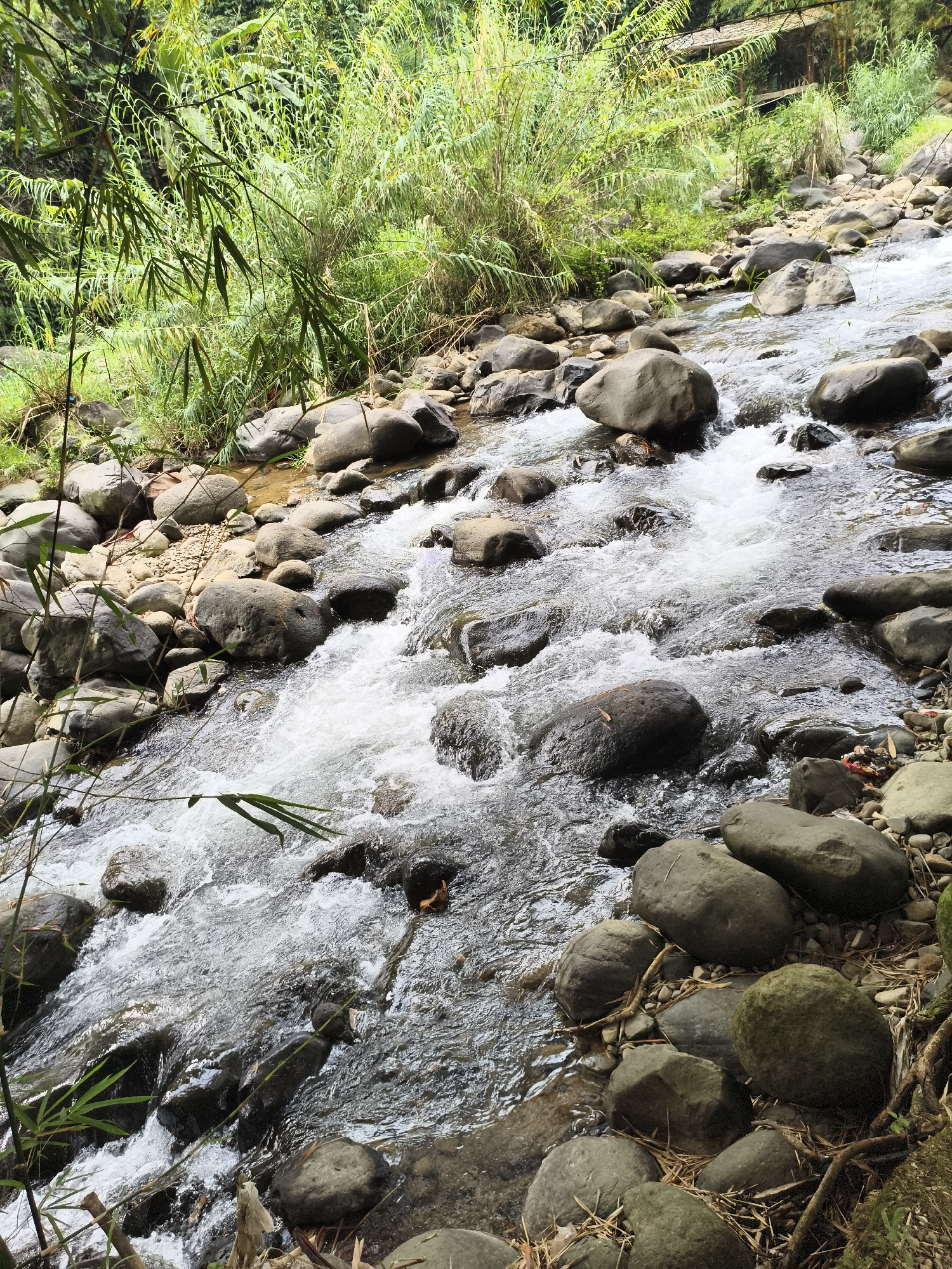 This vertical shot captures a lively, rocky river or stream flowing through a dense, lush green environment in Babakan Madang, Indonesia. The primary subject is the water, which rushes and cascades over and around numerous smooth, dark grey and brown boulders of various sizes that form the riverbed. The movement of the water creates white foamy rapids and a sense of dynamic flow.
The banks of the river are heavily vegetated with a variety of green plants, including tall, slender reeds or bamboo-like foliage that extend into the frame, particularly from the left. Other broad-leafed plants and dense undergrowth contribute to the rich, tropical feel of the setting. The riverbanks are also strewn with smaller pebbles, sand, and dried organic debris such as leaves and twigs.
The scene depicts a natural, outdoor setting, likely within a forested or jungle area. The lighting suggests it is daytime, with bright, even illumination, indicating either an overcast sky or a deeply shaded location. There are no people or animals visible, and the main activity is the natural flow of the water. Notable details include the well-worn appearance of the rocks, shaped by the water over time, and the vibrant health of the surrounding plant life. In the background, partially obscured by the foliage on the far bank, a faint outline of a rustic wooden structure or bridge can be discerned, suggesting some human presence in the wider area. A small piece of red and white plastic waste is visible among the rocks on the bottom right bank. No text is visible in the image.