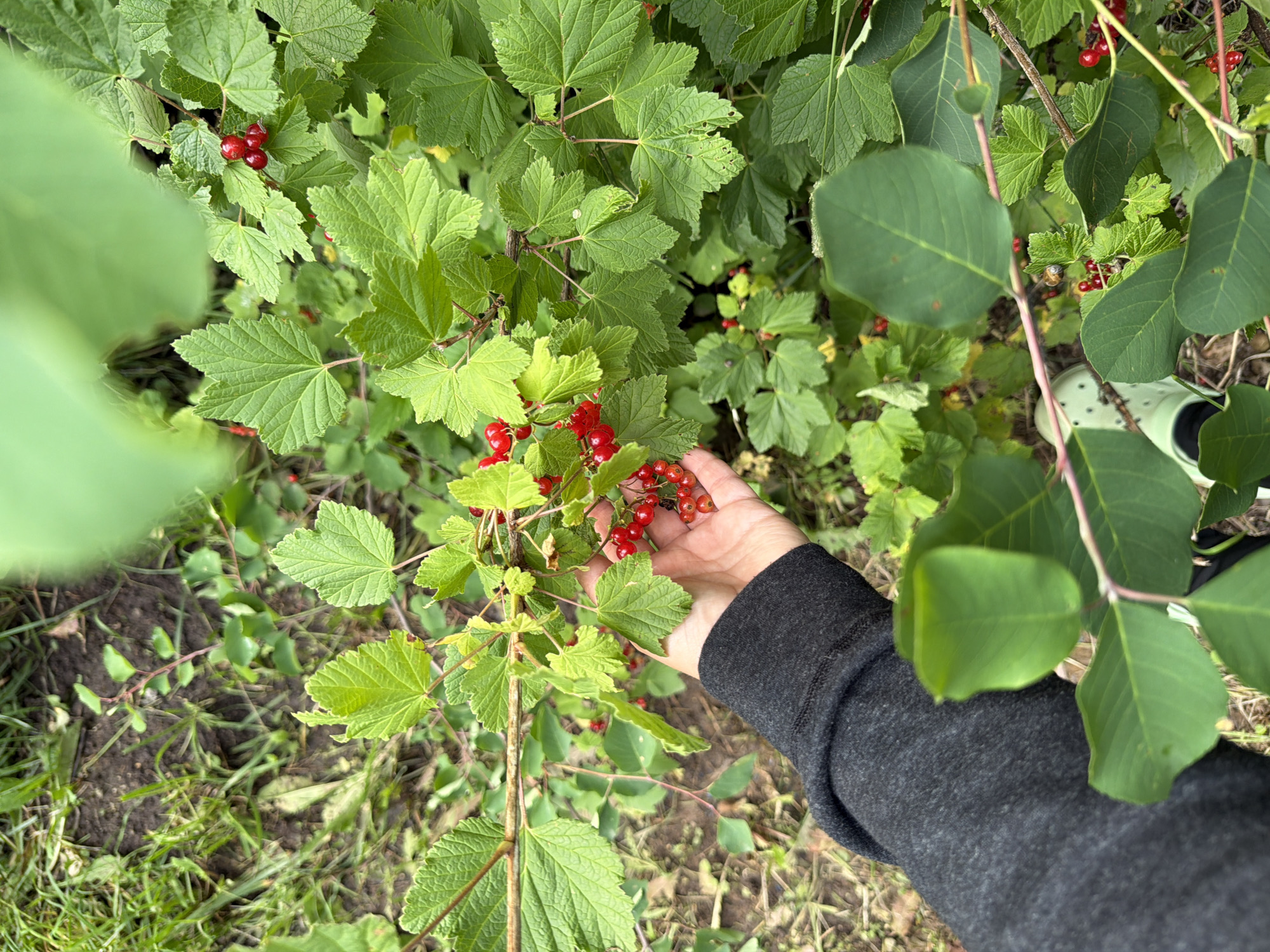 A hand wearing a dark grey sweatshirt is reaching out to a bush with red berries. The bush is in the foreground, with green leaves and clusters of small red berries. The background is a blurry mix of green foliage and brown soil. The location is the city of Tchaikovsky, Russia.